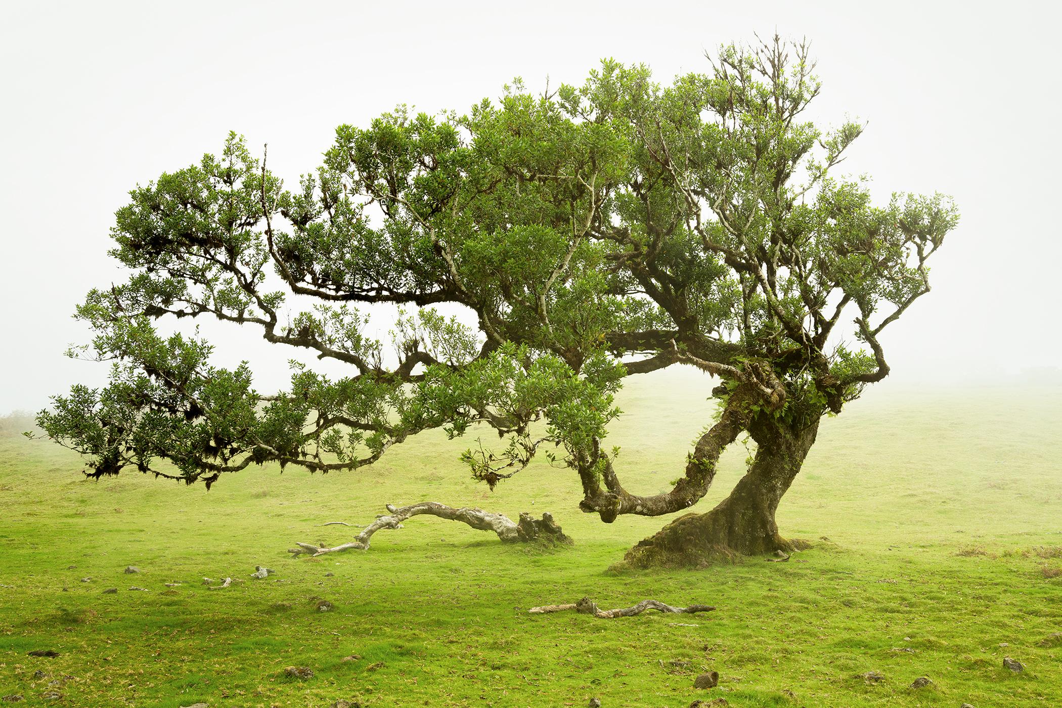 Gerald Berghammer Landscape Photograph - Laurel Forest, old bent Tree, color photography, landscape, limited edition
