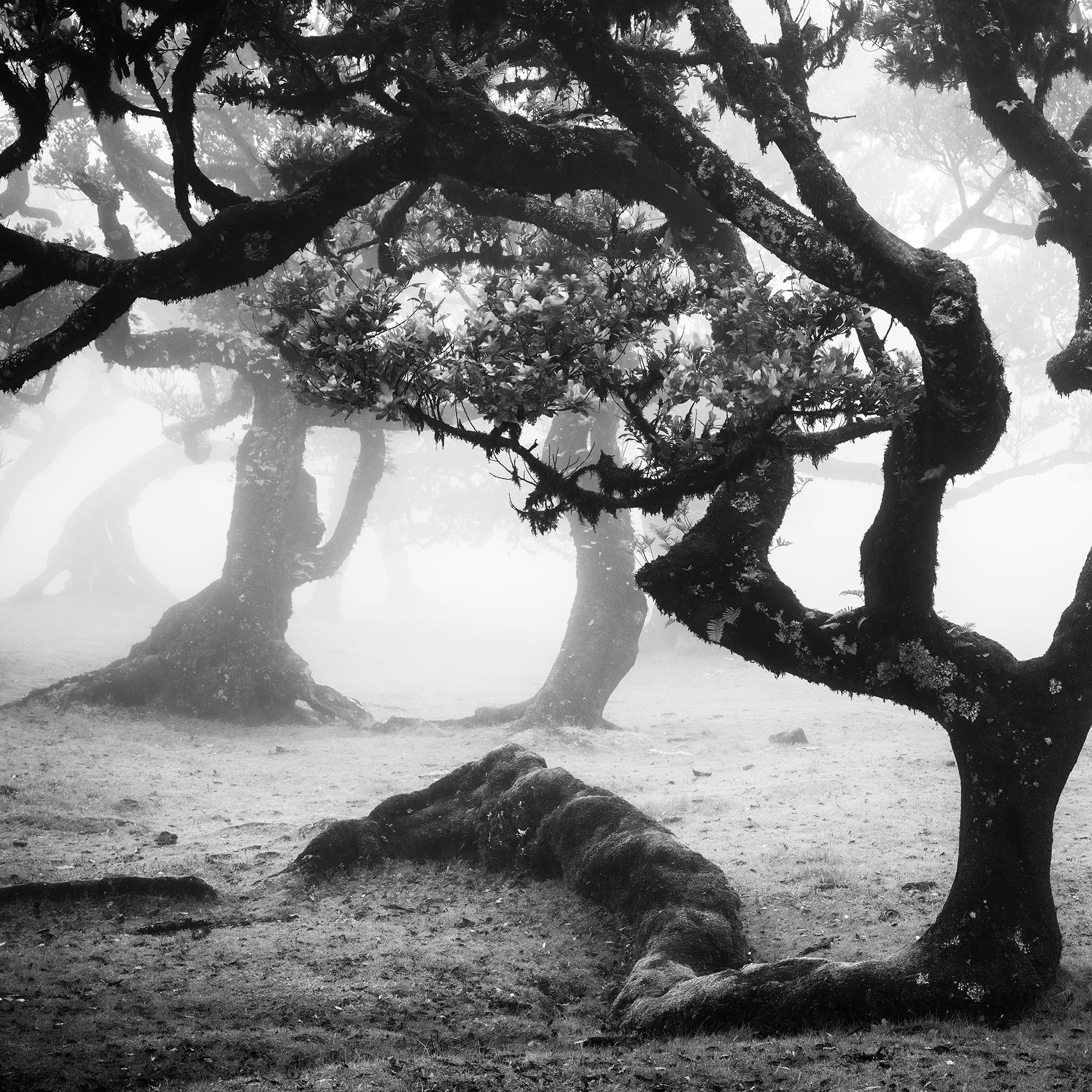 Laurisilva Forest, Bent Tree, mono photographie, paysage, tirage limité en vente 5