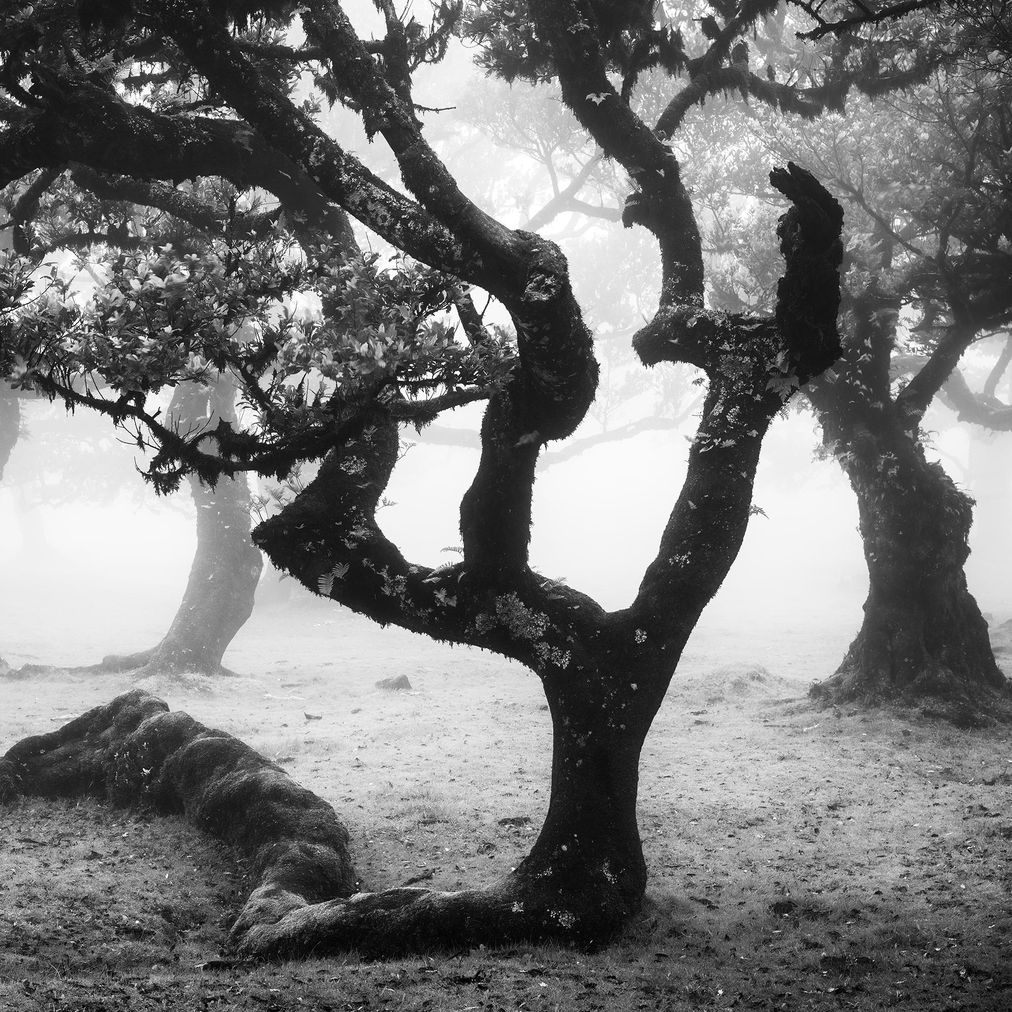 Laurisilva Forest, Bent Tree, mono photographie, paysage, tirage limité en vente 6
