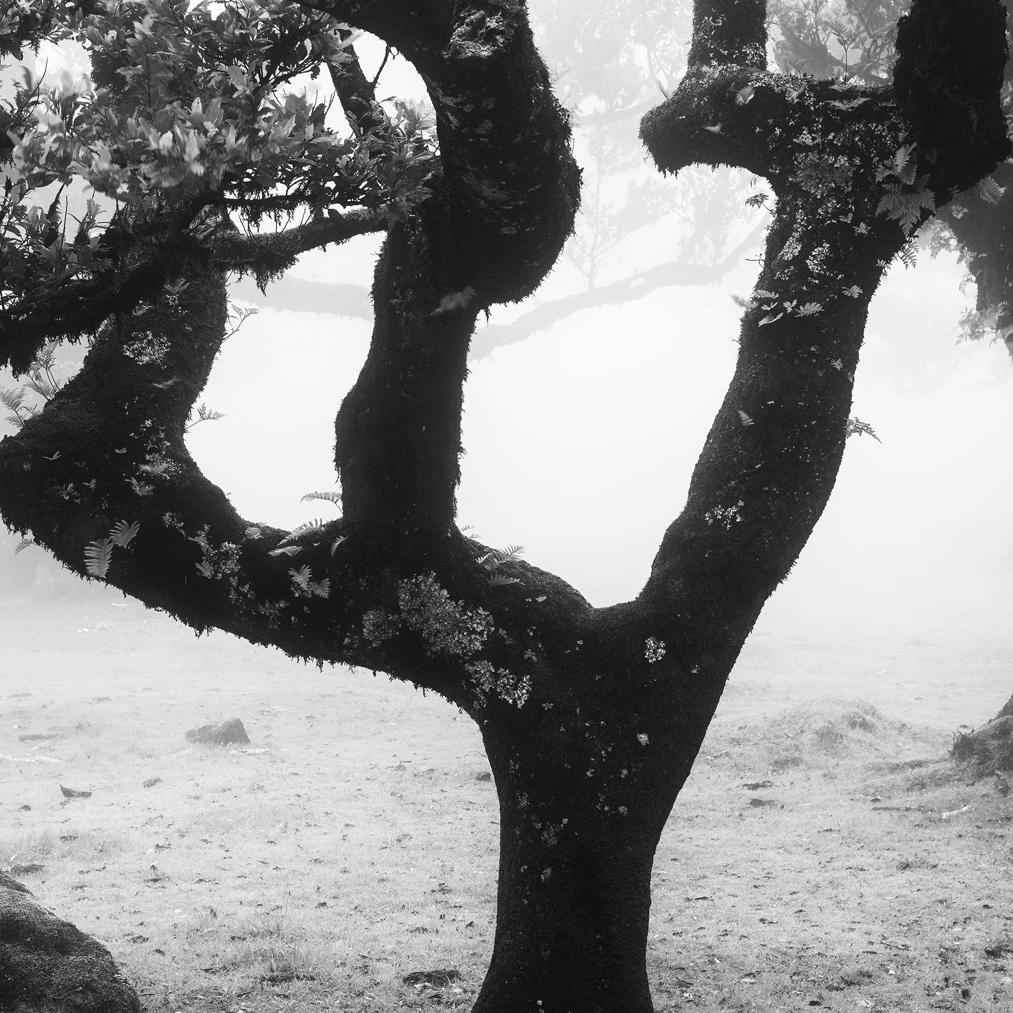 Laurisilva Forest, Bent Tree, mono photographie, paysage, tirage limité en vente 7