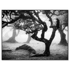 Black and White Foggy Forest With Twisted Trees — Limited Landscape Photograph