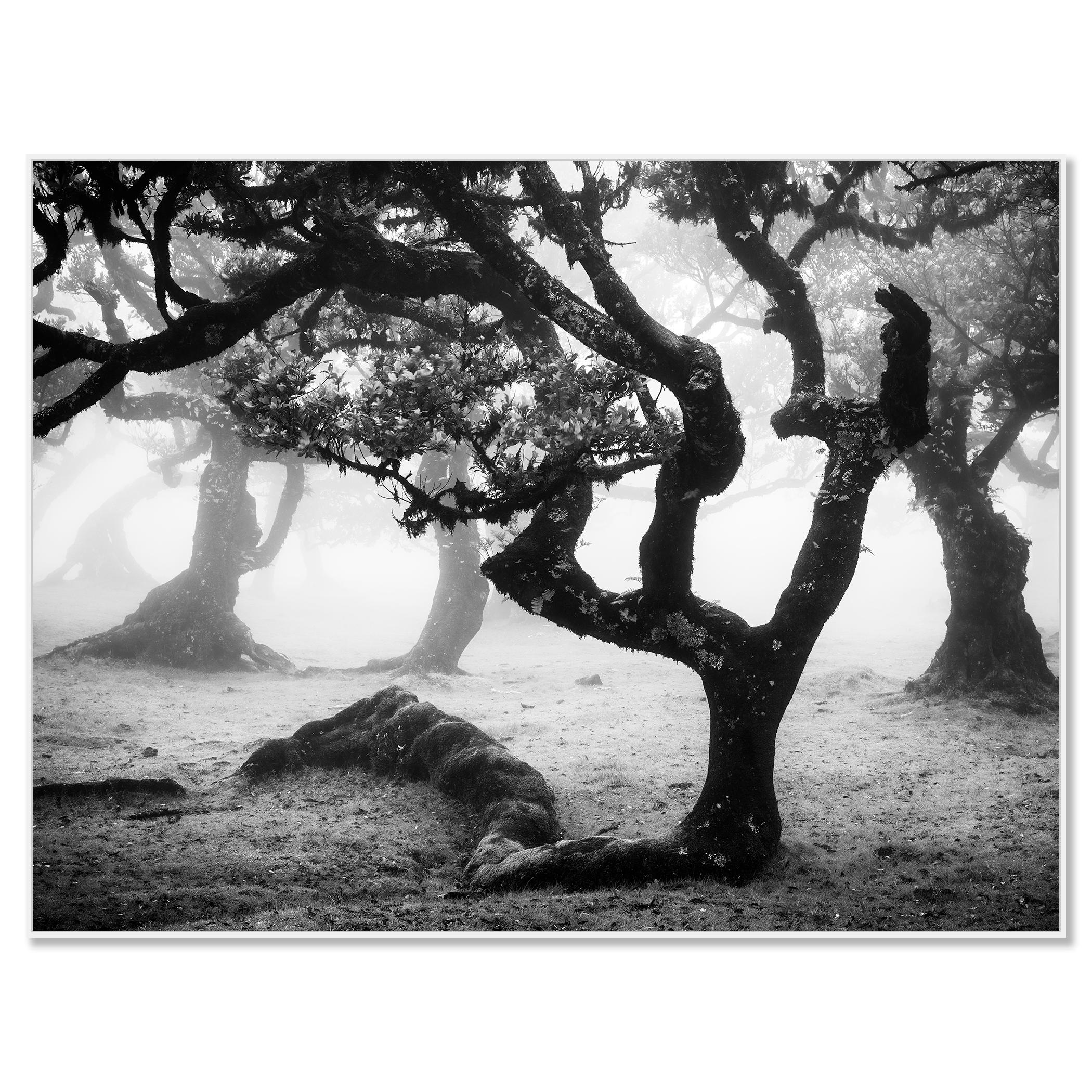 Laurisilva Forest, Bent Tree, mono photographie, paysage, tirage limité - Contemporain Photograph par Gerald Berghammer