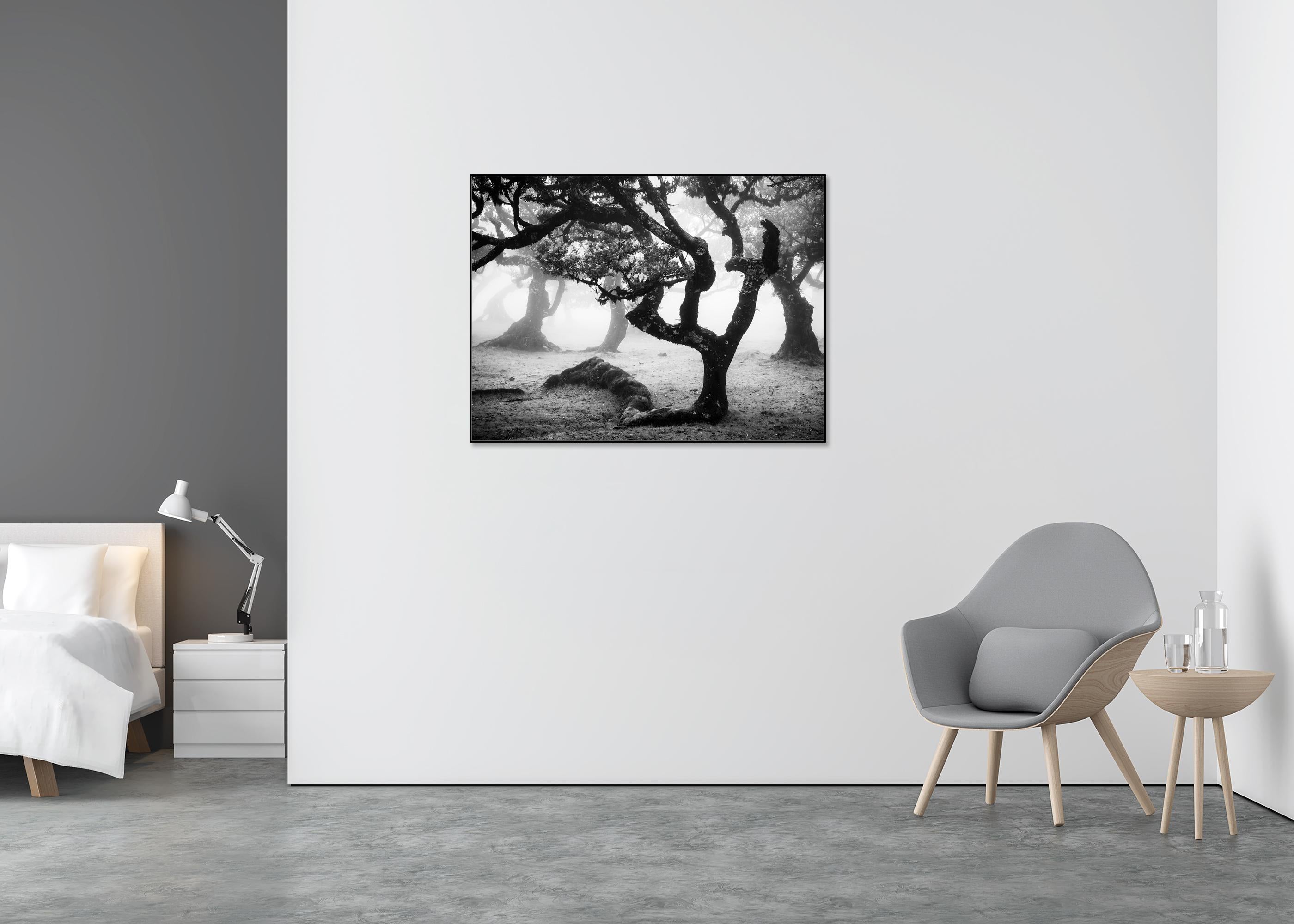Laurisilva Forest, Bent Tree, mono photographie, paysage, tirage limité - Noir Landscape Photograph par Gerald Berghammer