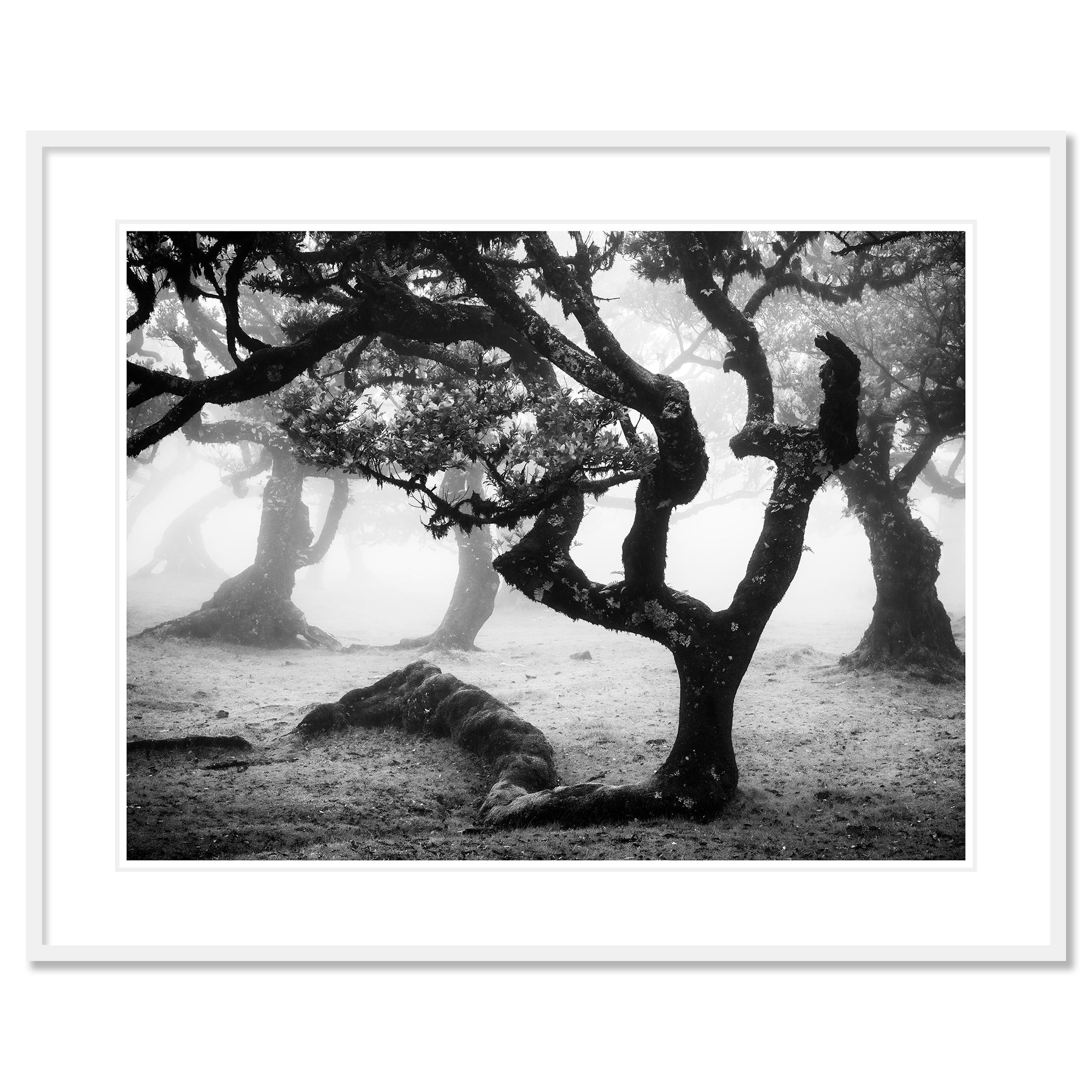 Photographie de paysage en noir et blanc. Laurier courbé dans une forêt de fées brumeuse, Madère, Portugal. Épreuve à l'encre pigmentaire d'archives, édition de 7 exemplaires. Signée, titrée, datée et numérotée par l'artiste. Certificat