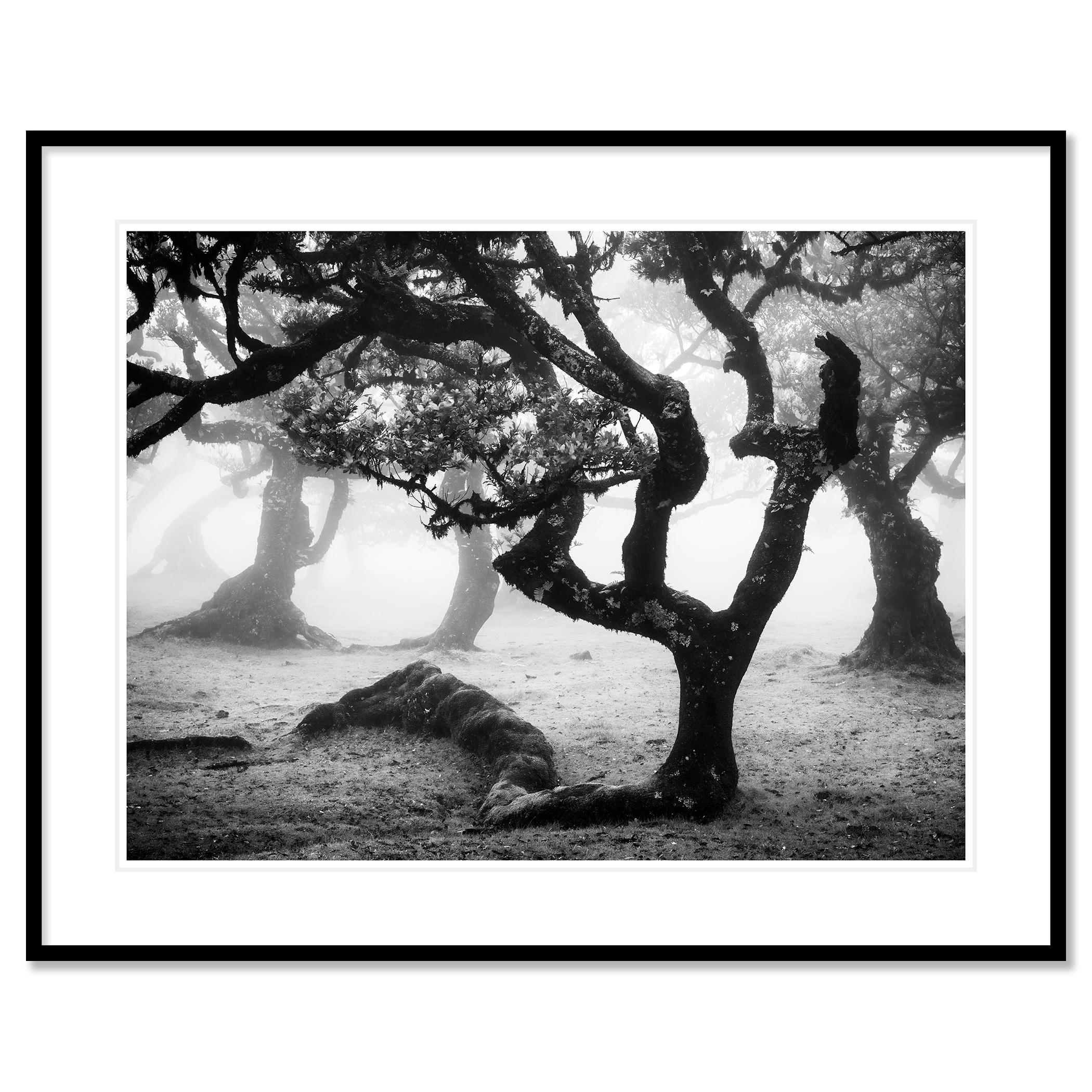 Laurisilva Forest, Bent Tree, mono photographie, paysage, tirage limité en vente 1