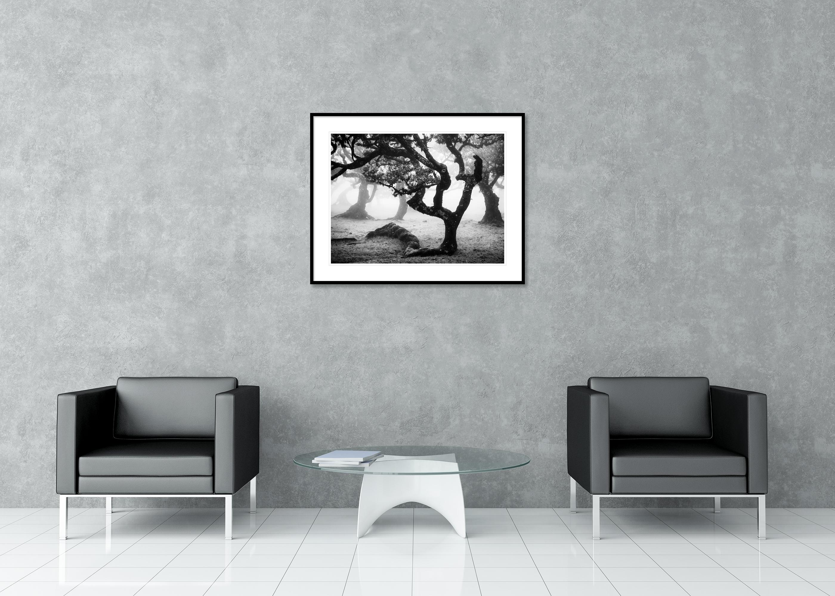 Laurisilva Forest, Bent Tree, mono photographie, paysage, tirage limité en vente 2