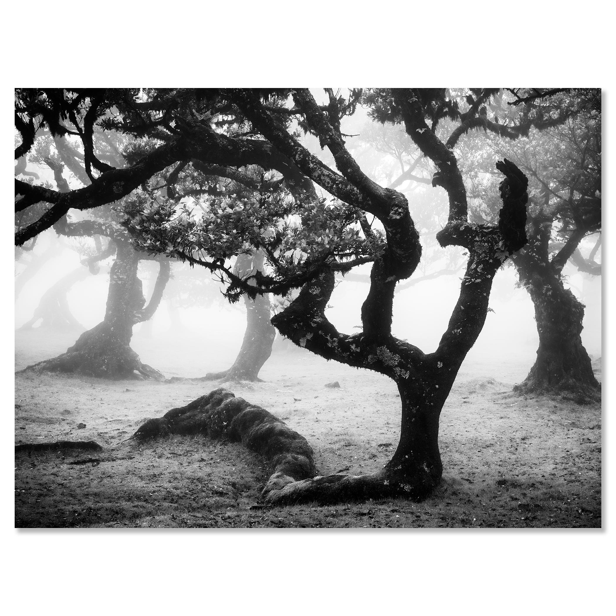 Laurisilva Forest, Bent Tree, mono photographie, paysage, tirage limité en vente 3