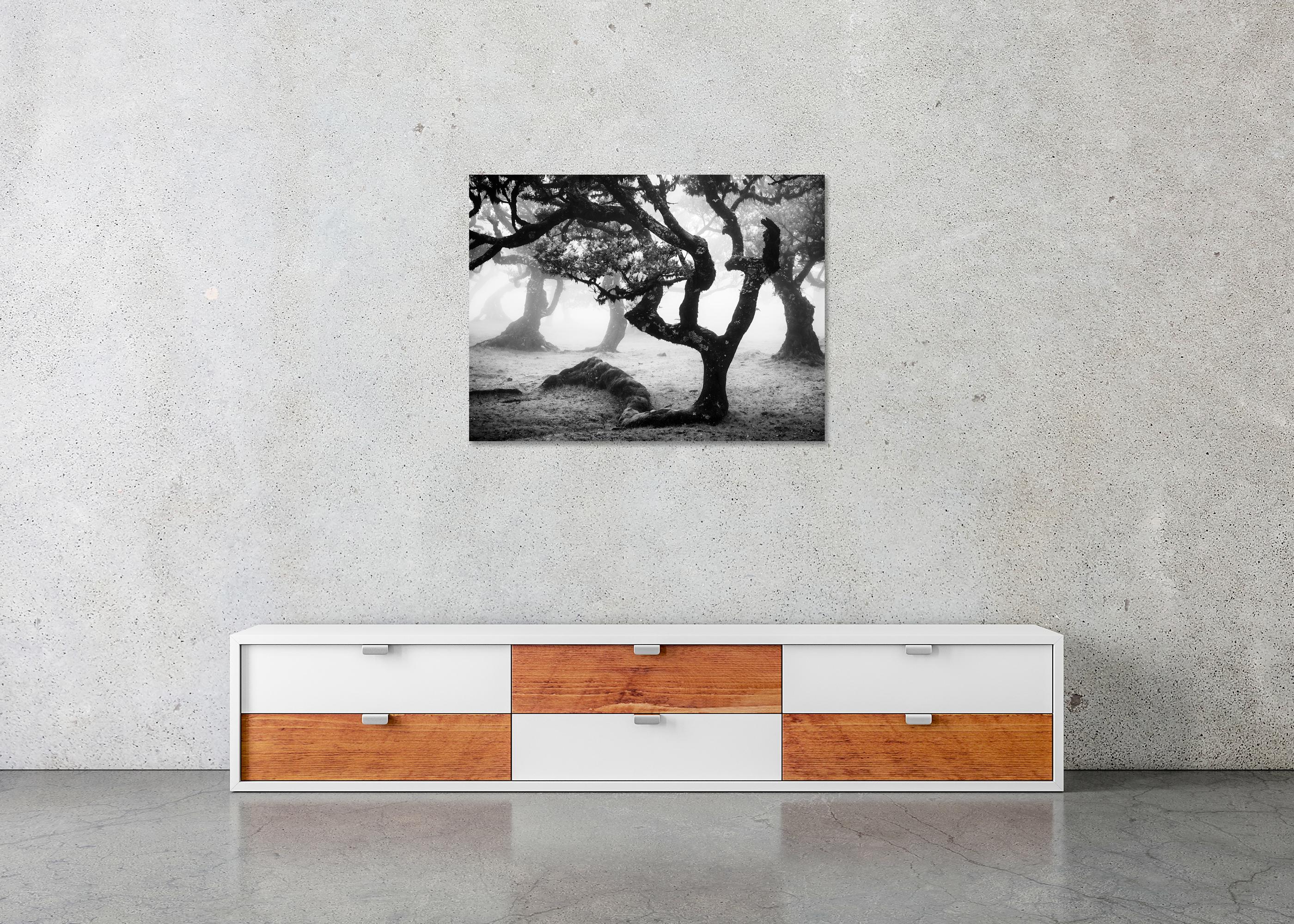 Laurisilva Forest, Bent Tree, mono photographie, paysage, tirage limité en vente 4
