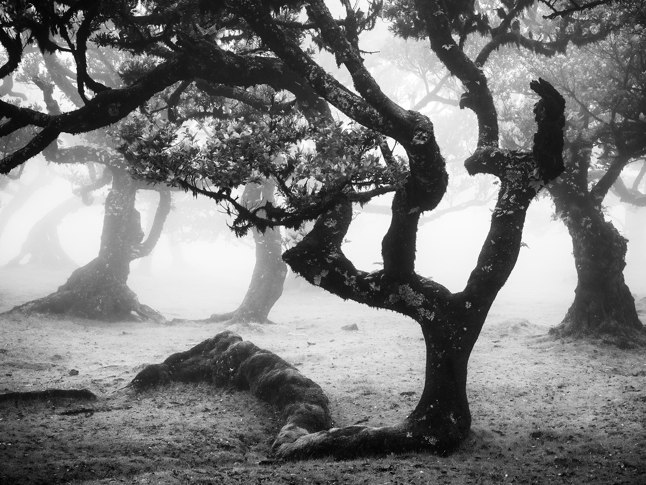 Laurisilva Forest, Bent Tree, mono photograph, landscape, limited edition print