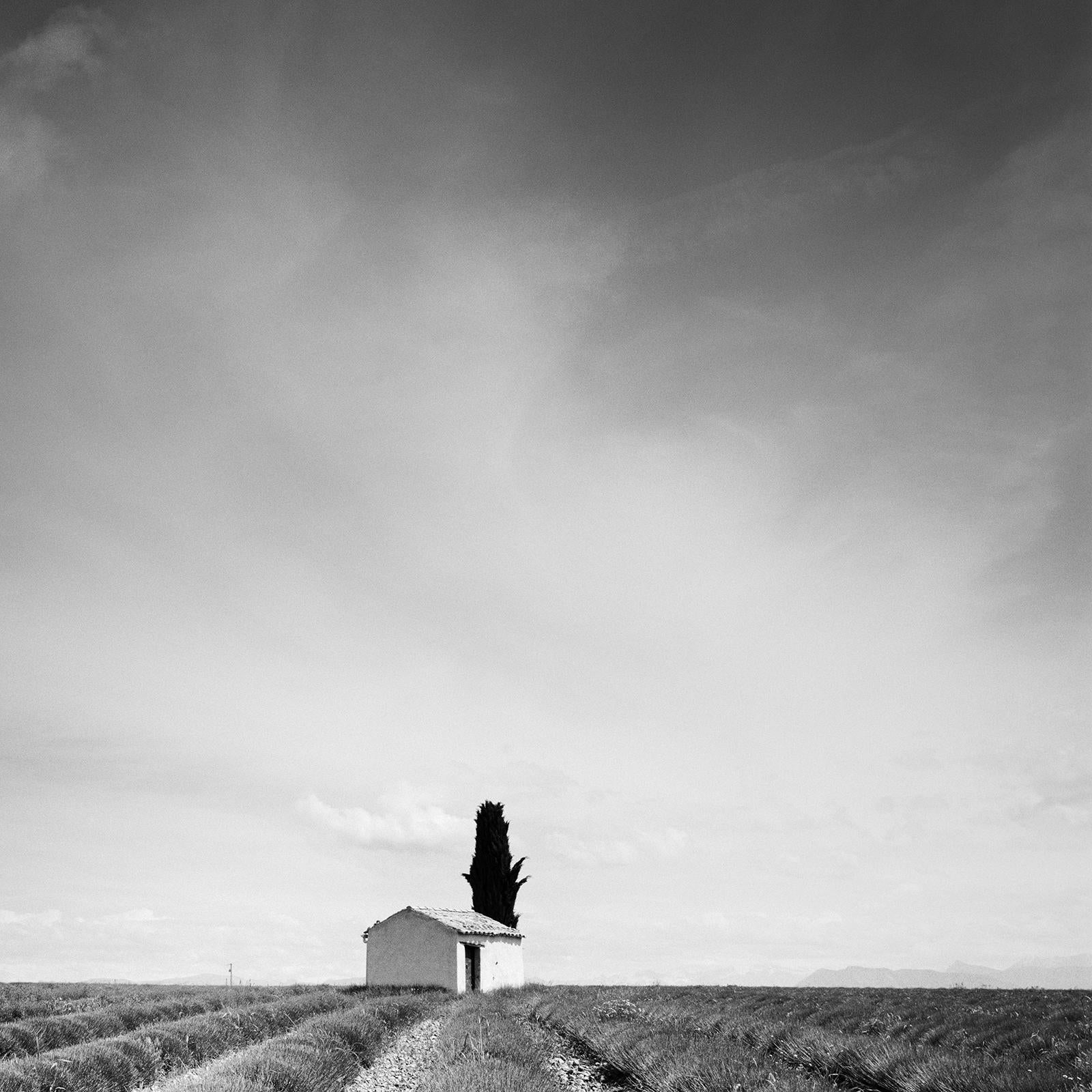 Lavendelfarbenes Feld, Haus mit Baum, Frankreich, Schwarz-Weiß-Landschaft, Fotografie im Angebot 5