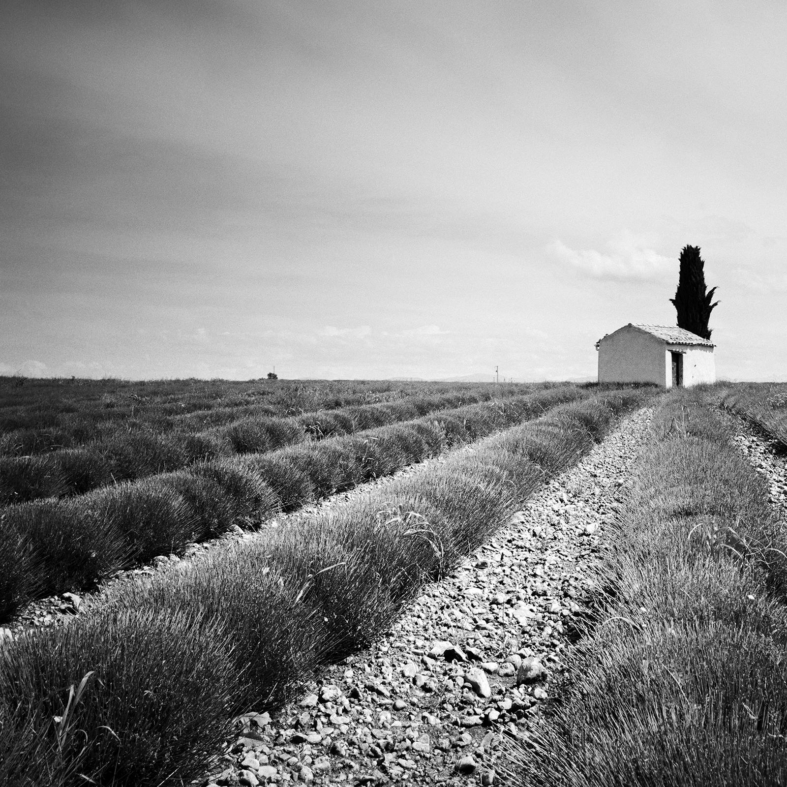 Lavendelfarbenes Feld, Haus mit Baum, Frankreich, Schwarz-Weiß-Landschaft, Fotografie im Angebot 4