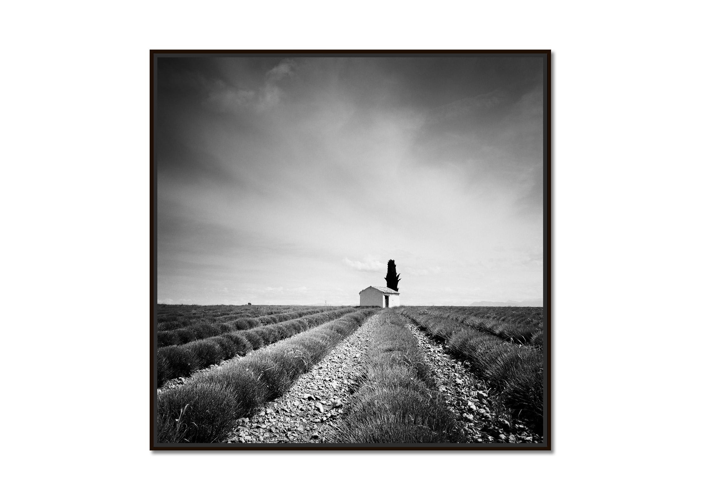 Lavender Field house with tree France black white fine art landscape photography - Photograph by Gerald Berghammer