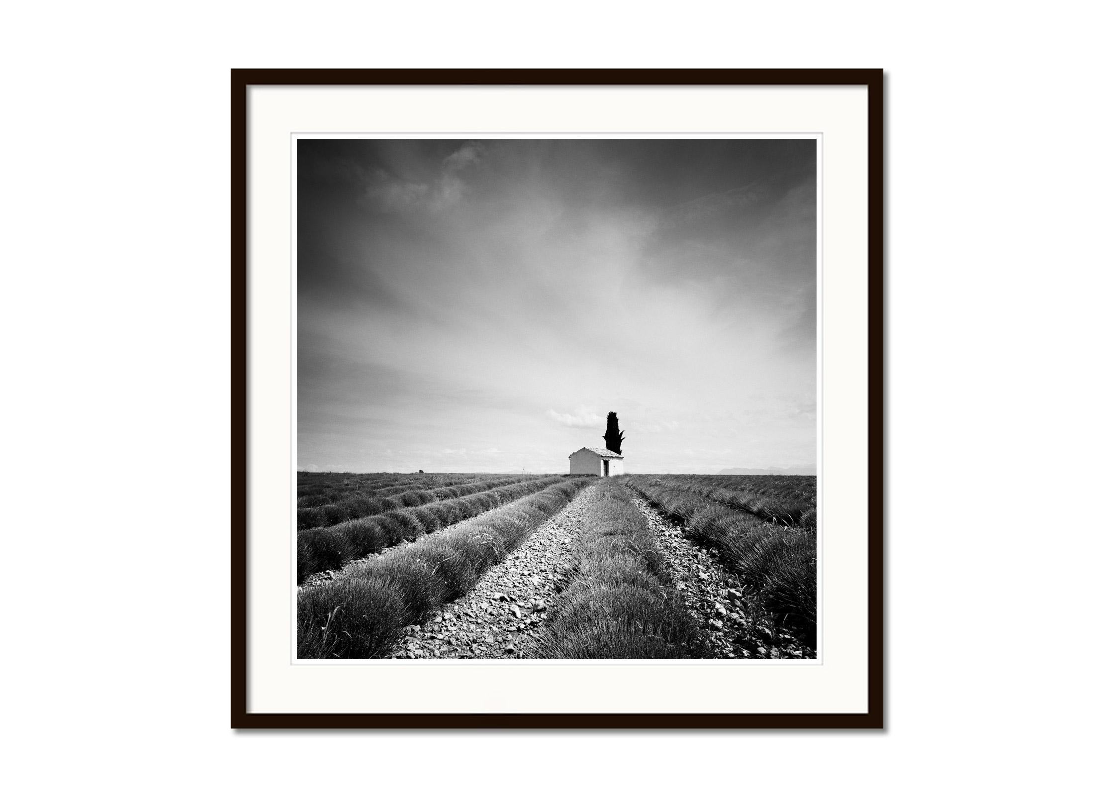 Lavender Field house with tree France black white fine art landscape photography - Gray Black and White Photograph by Gerald Berghammer
