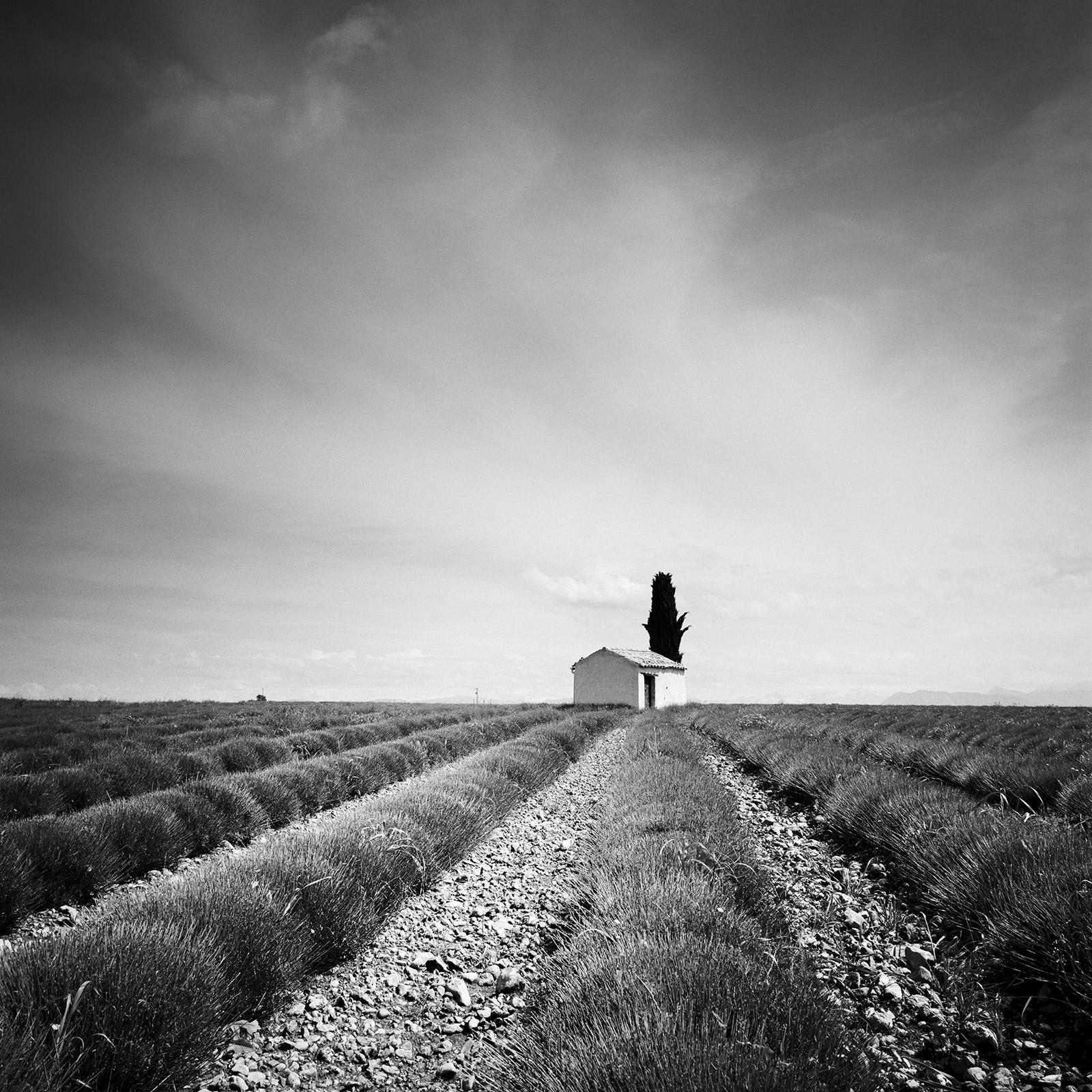 Gerald Berghammer Black and White Photograph - Lavender Field house with tree France black white fine art landscape photography