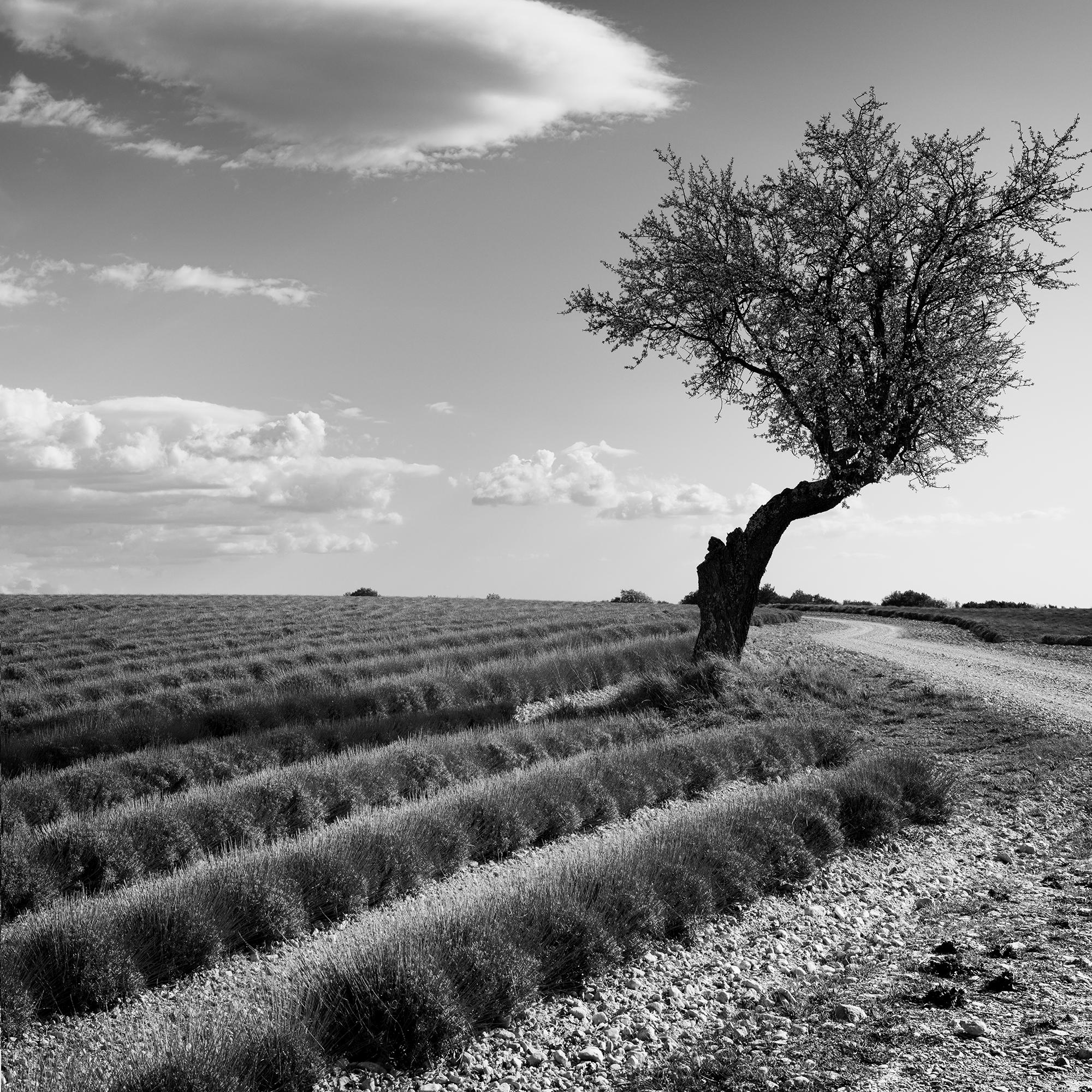Champ de lavande arbre solitaire, nuages étranges, paysage noir et blanc, limité en vente 5