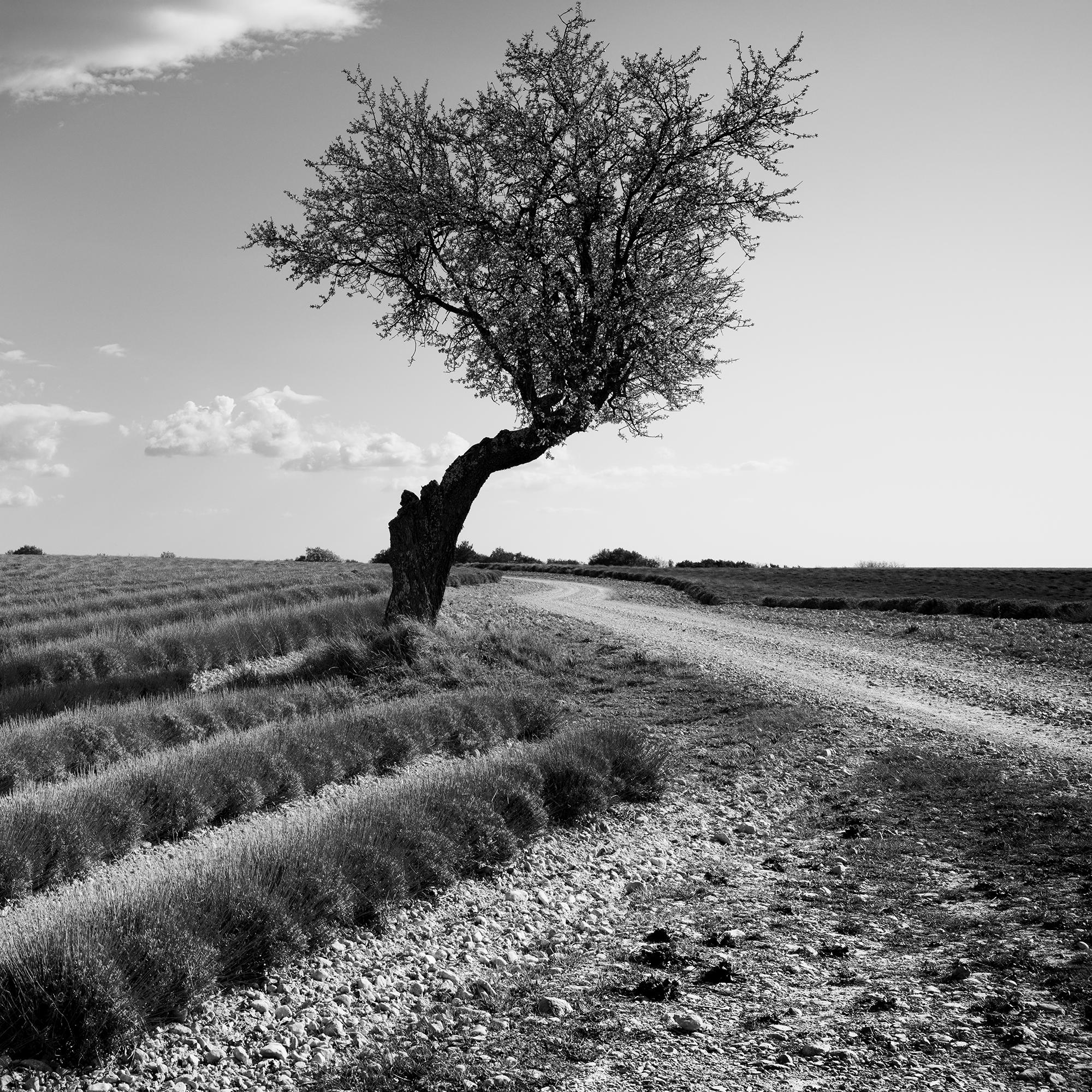 Champ de lavande arbre solitaire, nuages étranges, paysage noir et blanc, limité en vente 6