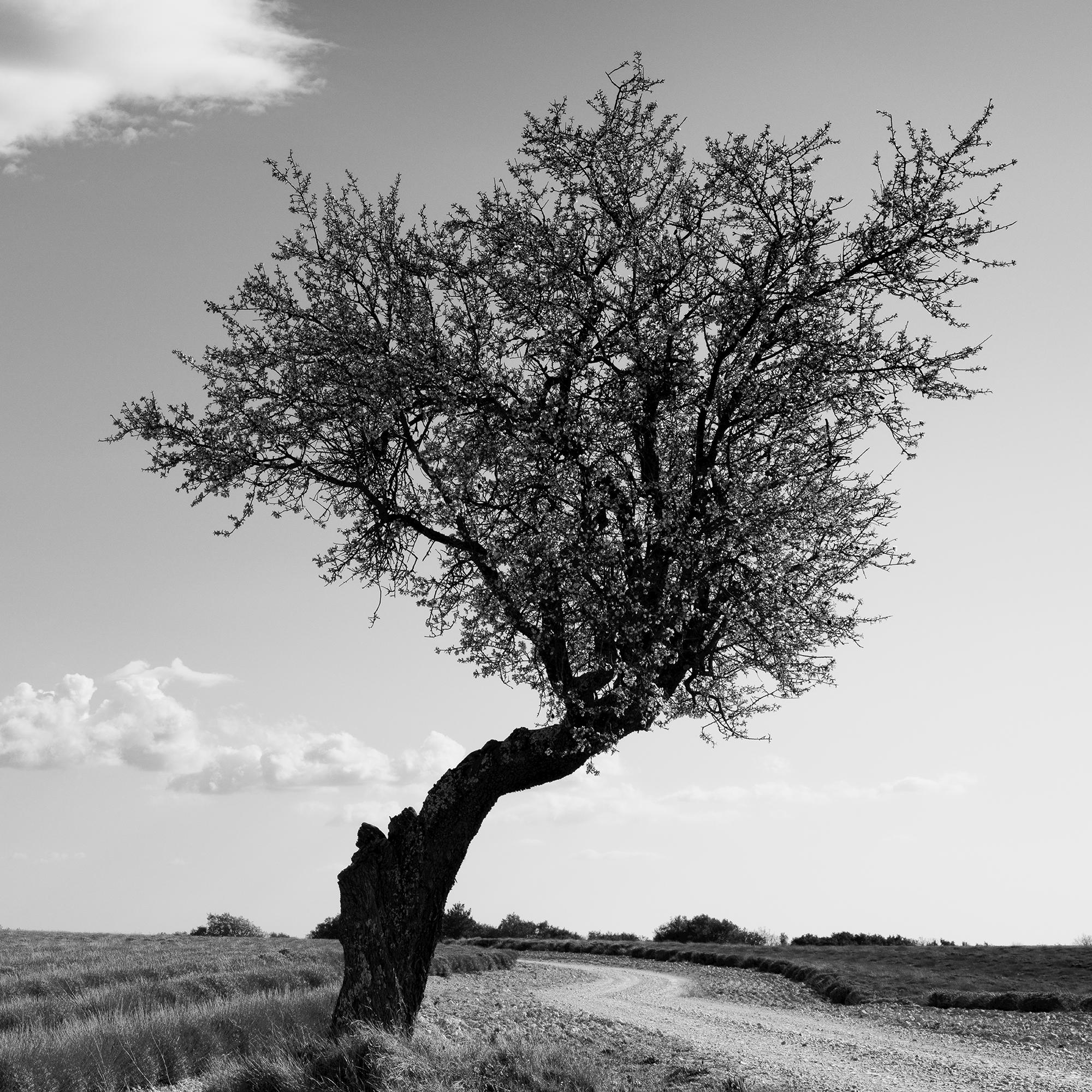 Champ de lavande arbre solitaire, nuages étranges, paysage noir et blanc, limité en vente 7