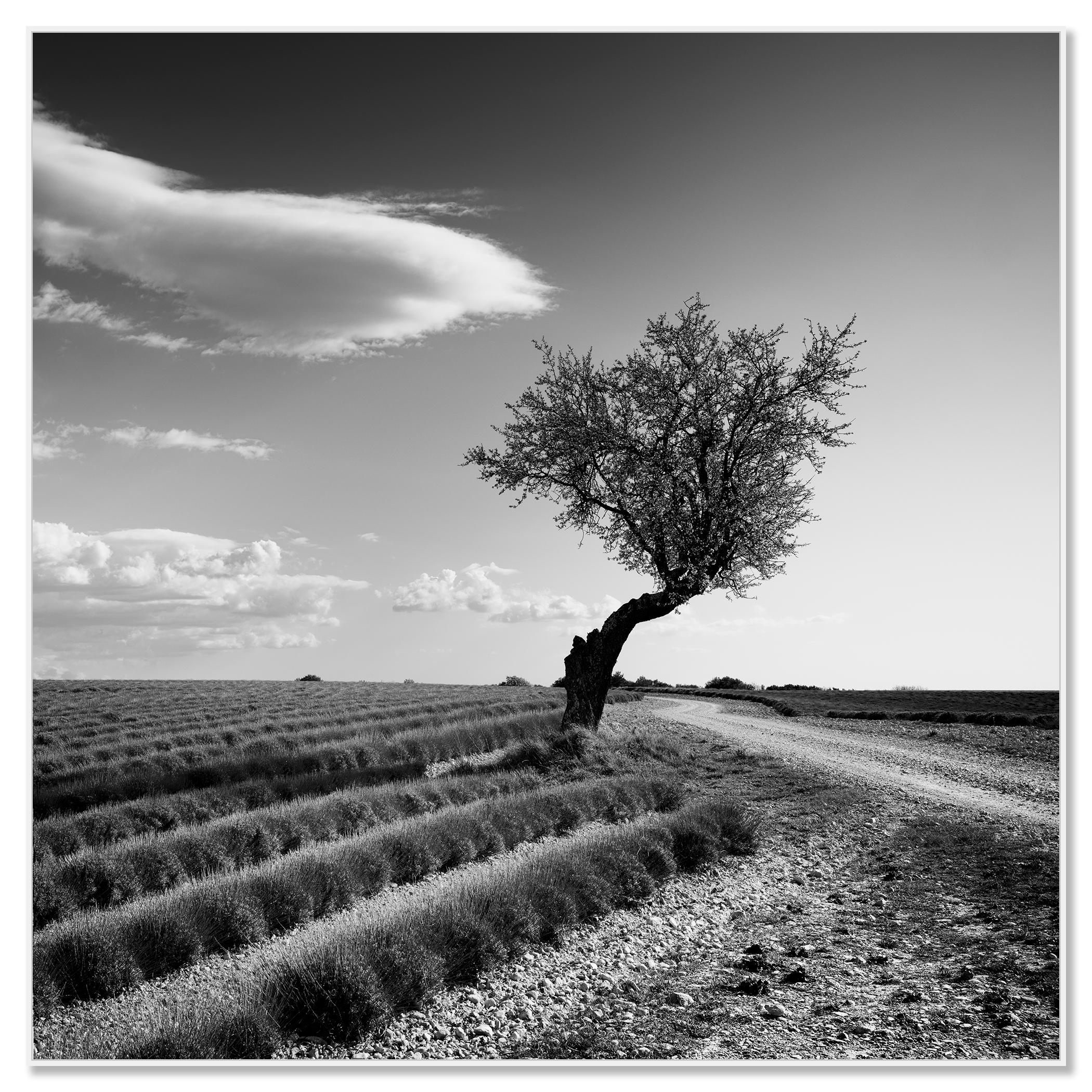 Champ de lavande arbre solitaire, nuages étranges, paysage noir et blanc, limité - Contemporain Photograph par Gerald Berghammer