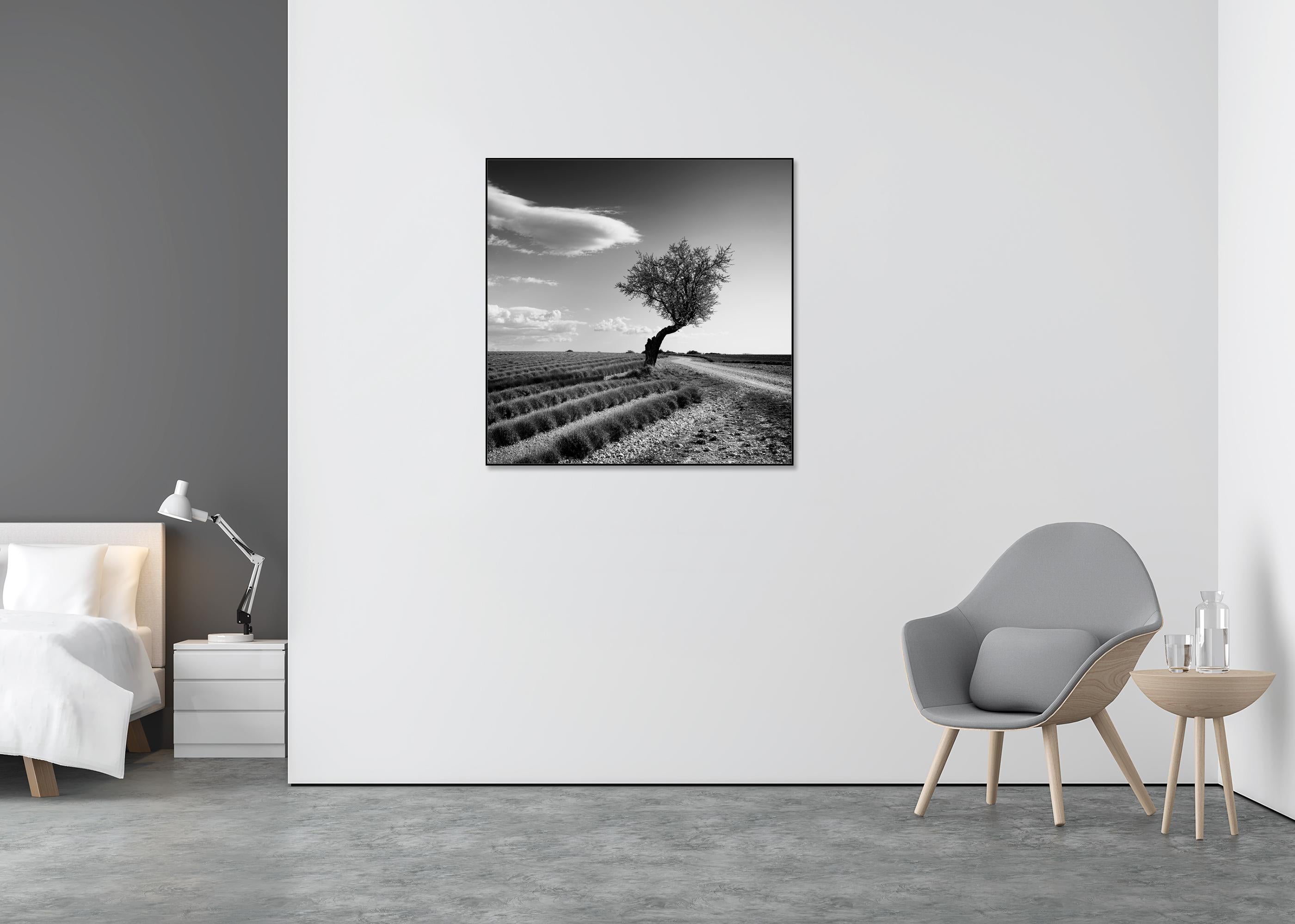 Champ de lavande arbre solitaire, nuages étranges, paysage noir et blanc, limité - Gris Landscape Photograph par Gerald Berghammer