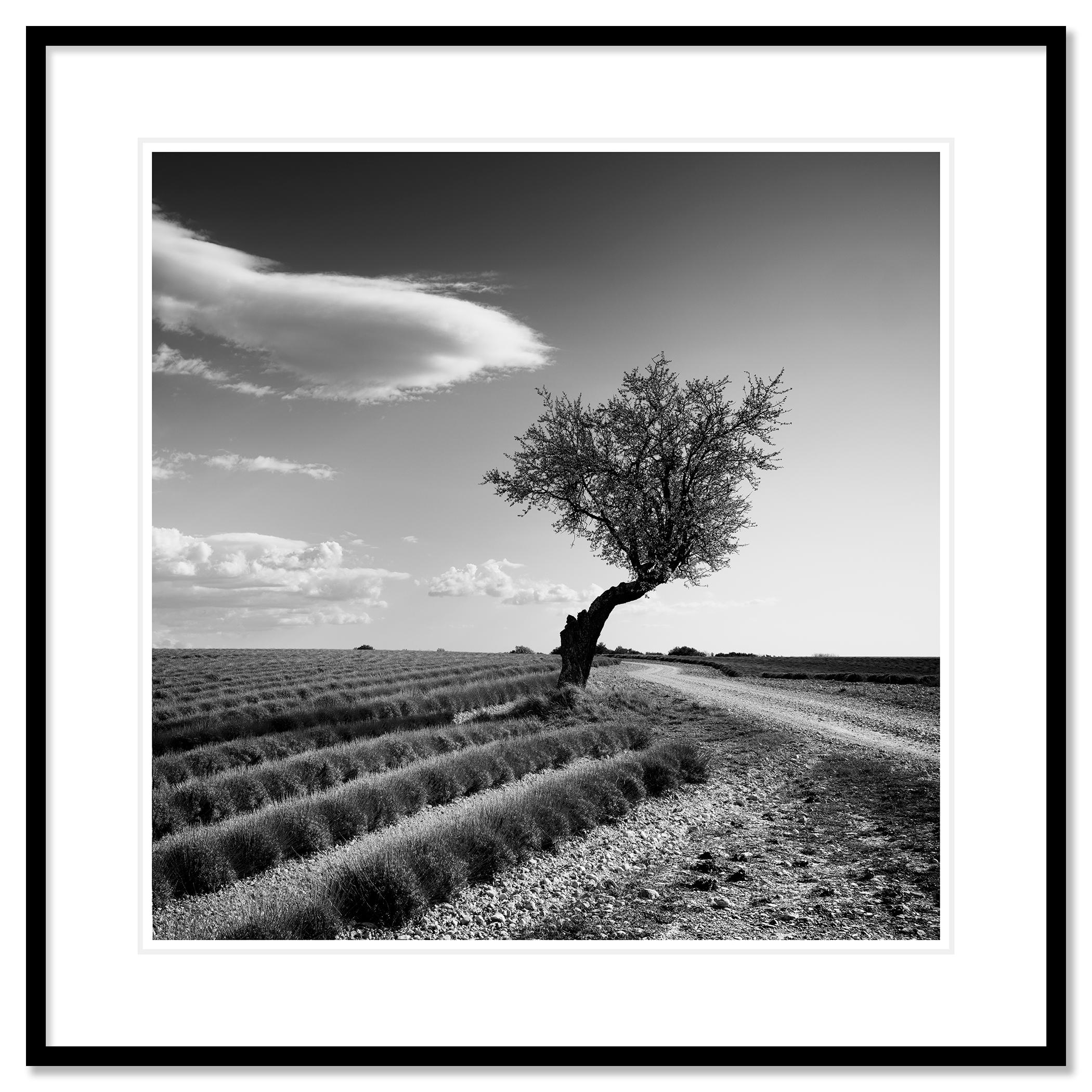 Photographie de paysage en noir et blanc. Épreuve à l'encre pigmentaire d'archives, édition de 7 exemplaires. Signée, titrée, datée et numérotée par l'artiste. Certificat d'authenticité inclus. Imprimé avec une bordure blanche de 4 cm.
Le