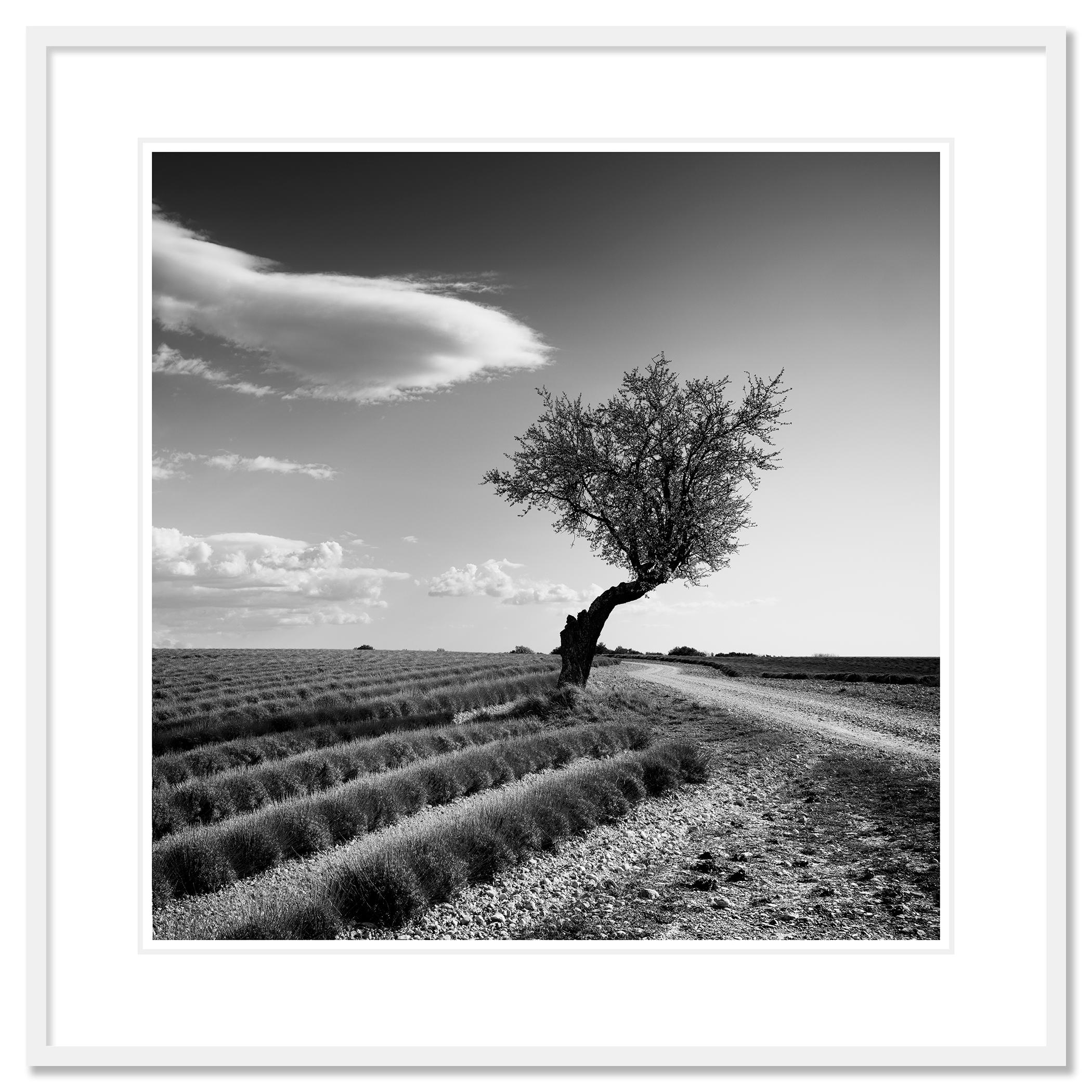 Champ de lavande arbre solitaire, nuages étranges, paysage noir et blanc, limité en vente 1