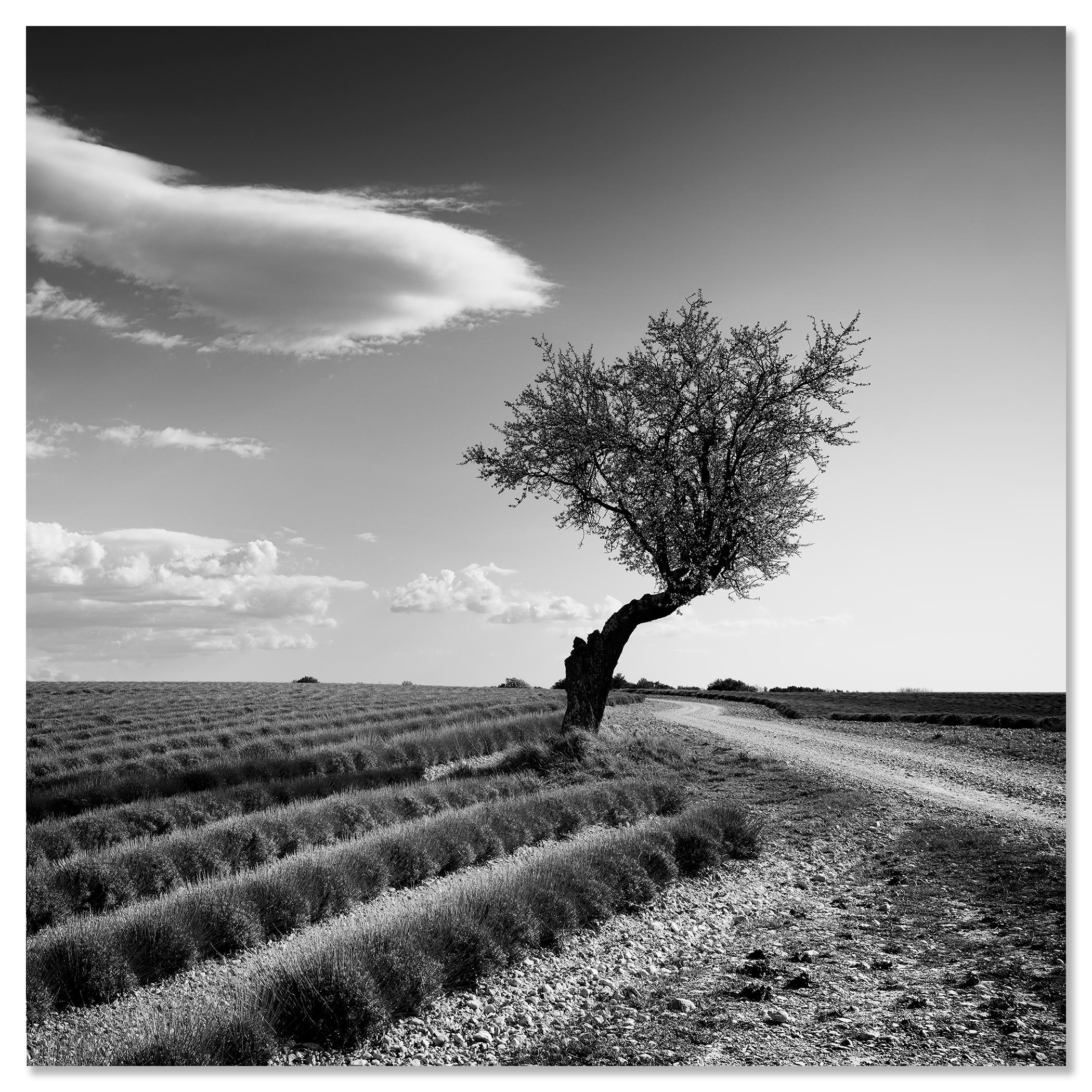 Champ de lavande arbre solitaire, nuages étranges, paysage noir et blanc, limité en vente 3