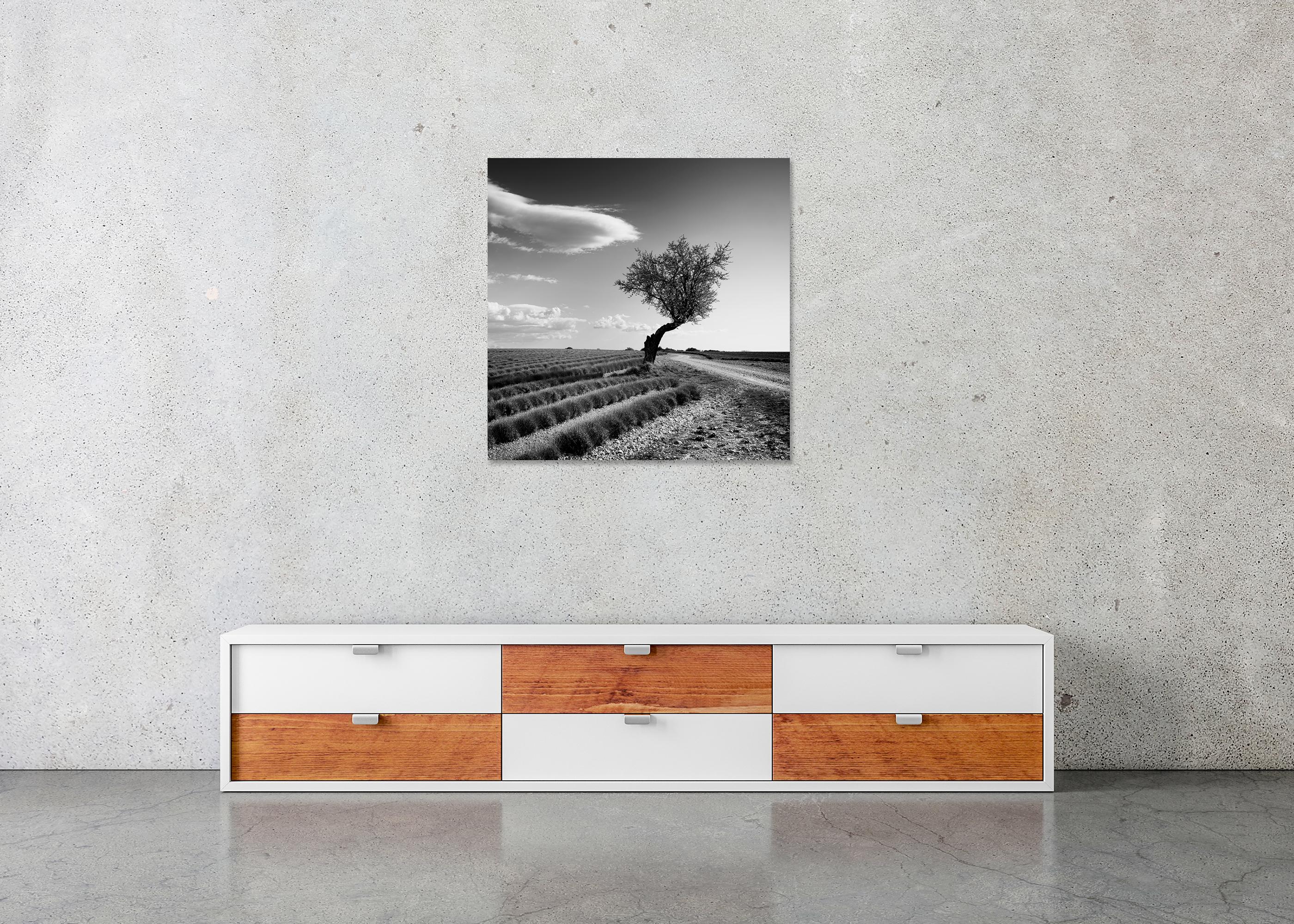 Champ de lavande arbre solitaire, nuages étranges, paysage noir et blanc, limité en vente 4