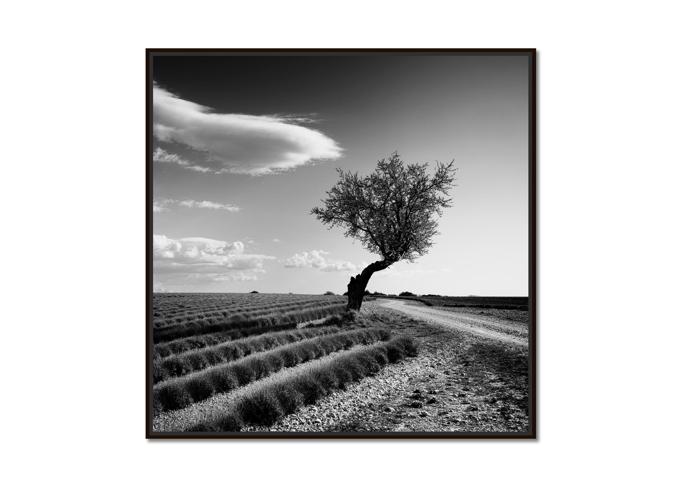 Lavendelfarbener Feld einsamer Baum, seltsame Wolken, Frankreich, Schwarz-Weiß-Landschaftsfoto – Print von Gerald Berghammer