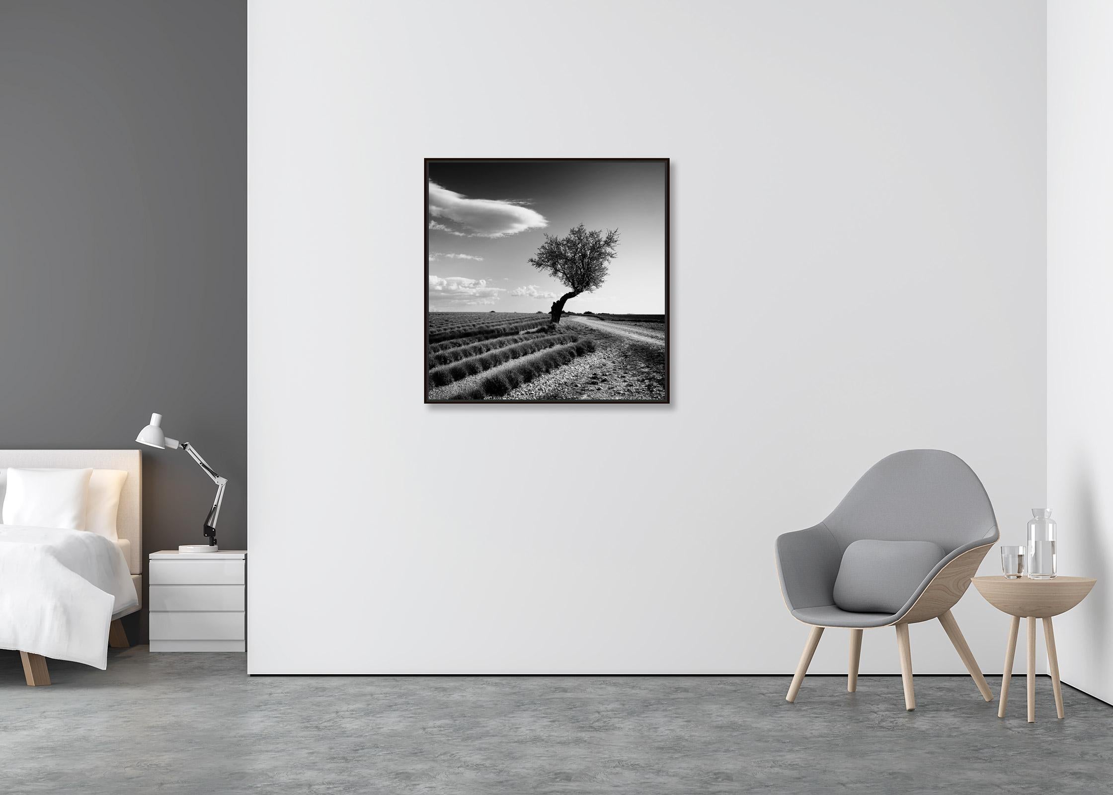 Lavender field lonely Tree, stranger clouds, France, black white landscape photo - Contemporary Print by Gerald Berghammer