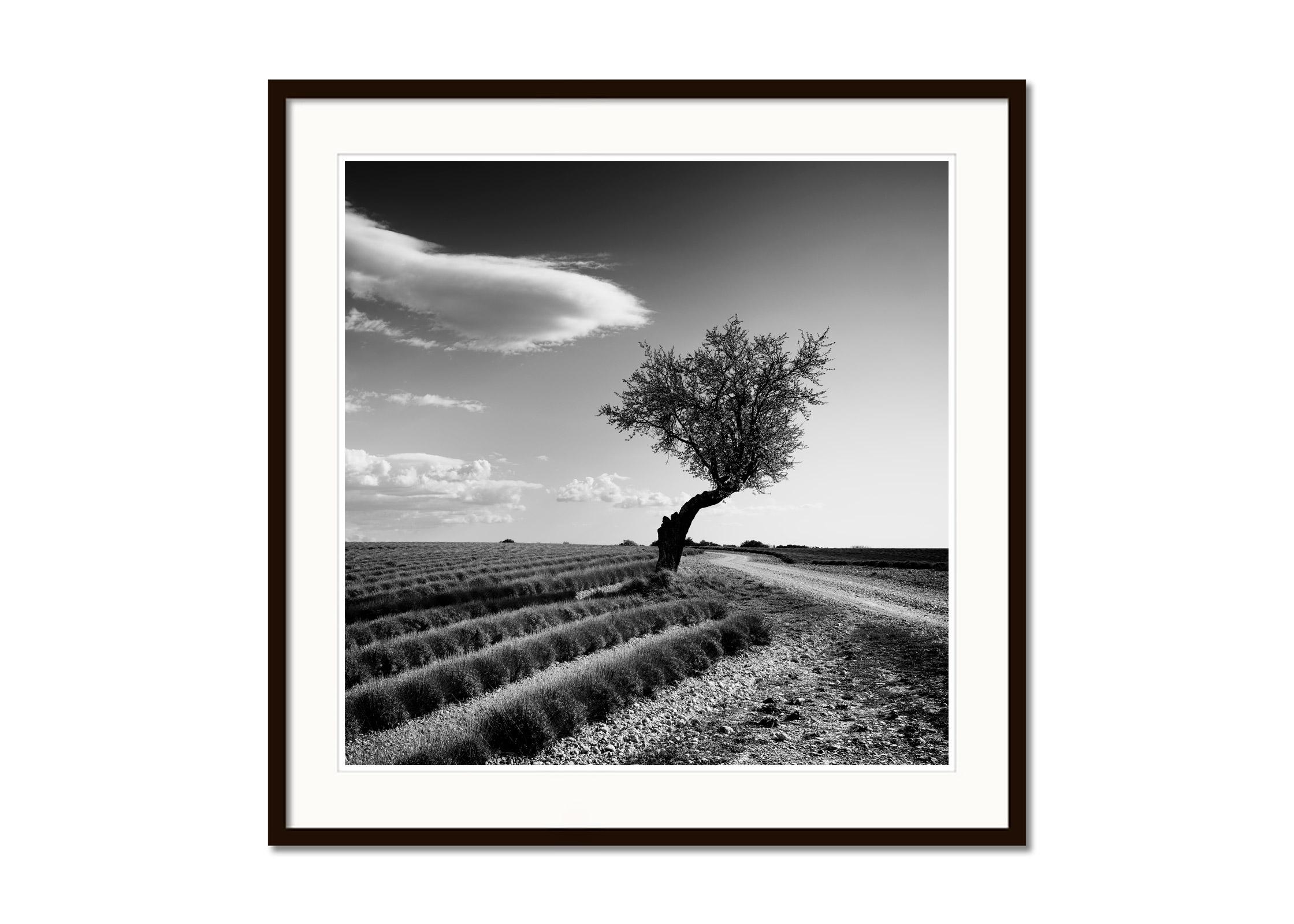 Lavendelfarbener Feld einsamer Baum, seltsame Wolken, Frankreich, Schwarz-Weiß-Landschaftsfoto (Grau), Landscape Print, von Gerald Berghammer