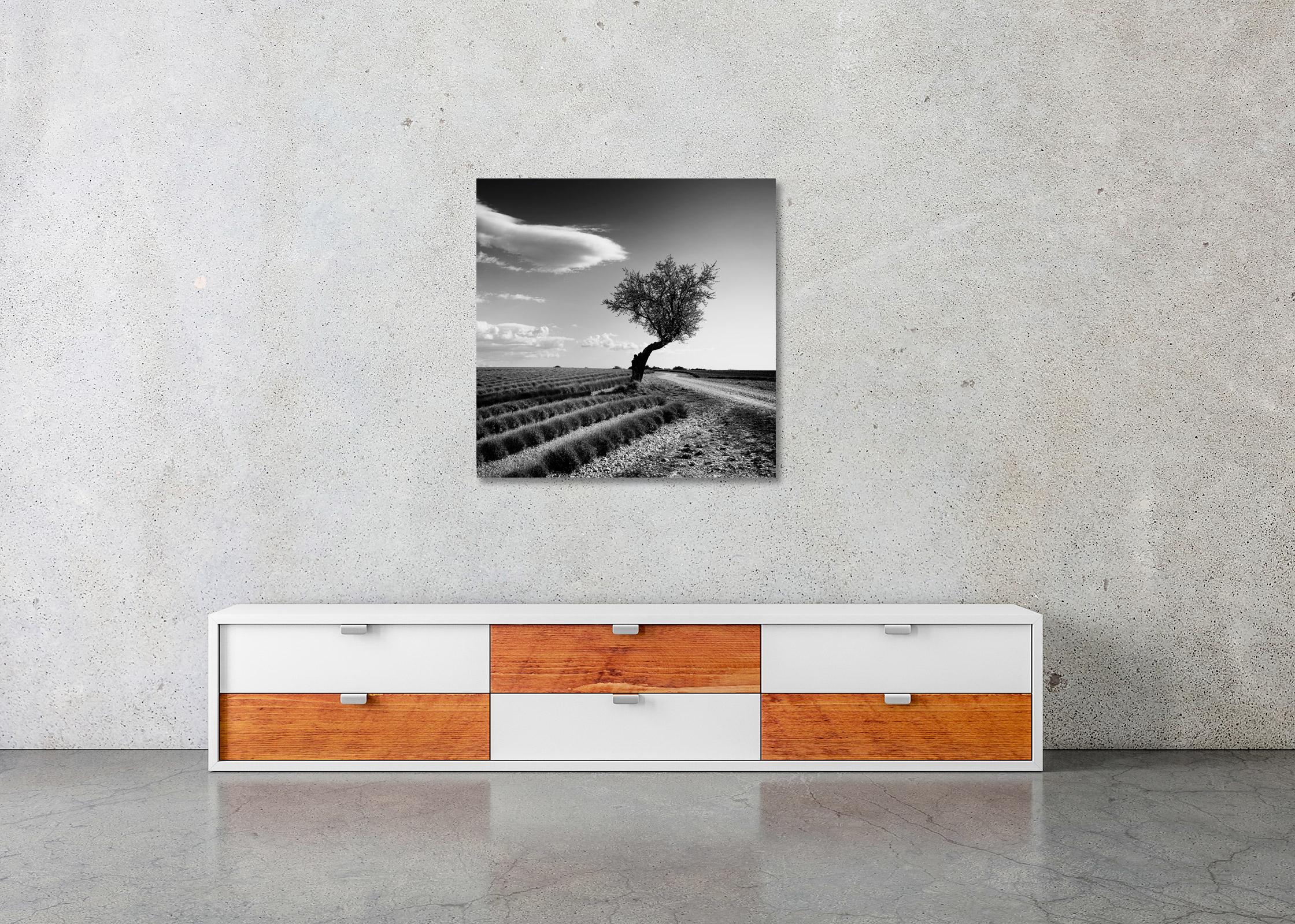Lavender field lonely Tree, stranger clouds, France, black white landscape photo For Sale 2