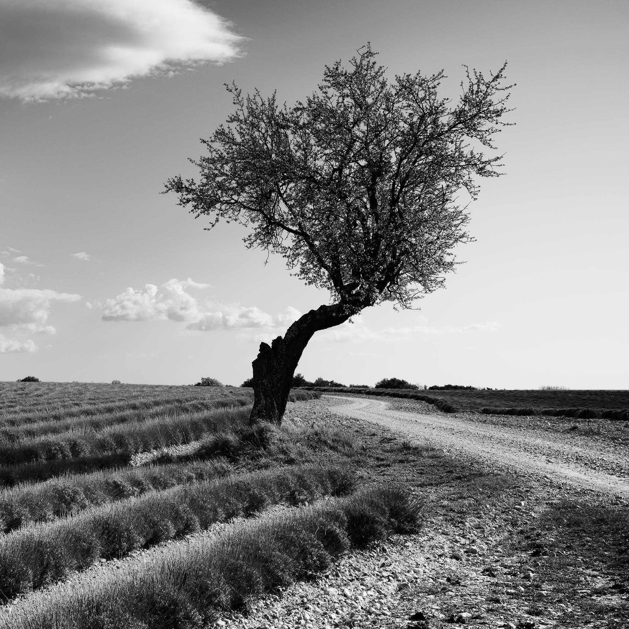 Lavendelfarbener Feld einsamer Baum, seltsame Wolken, Frankreich, Schwarz-Weiß-Landschaftsfoto im Angebot 3