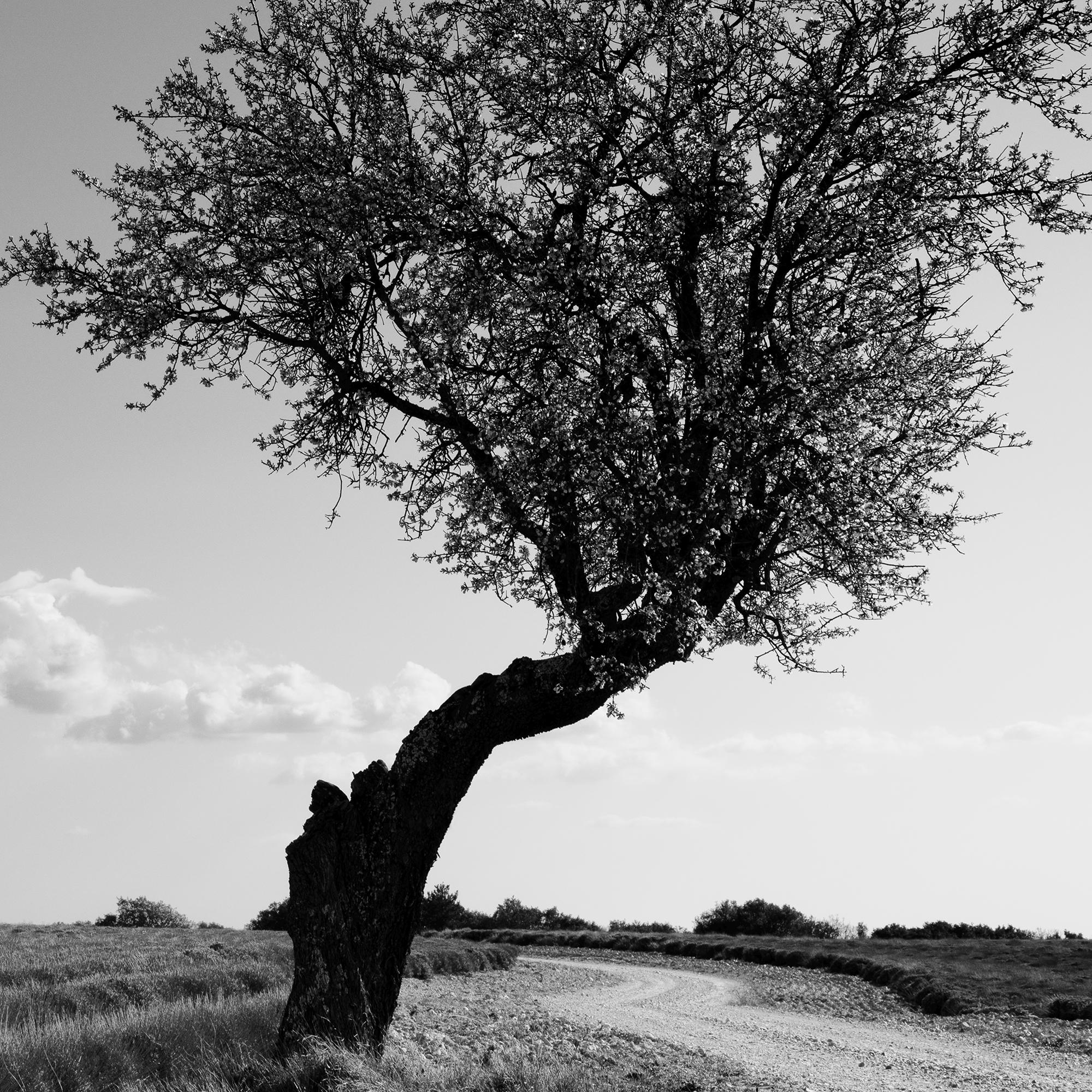 Lavendelfarbener Feld einsamer Baum, seltsame Wolken, Frankreich, Schwarz-Weiß-Landschaftsfoto im Angebot 4