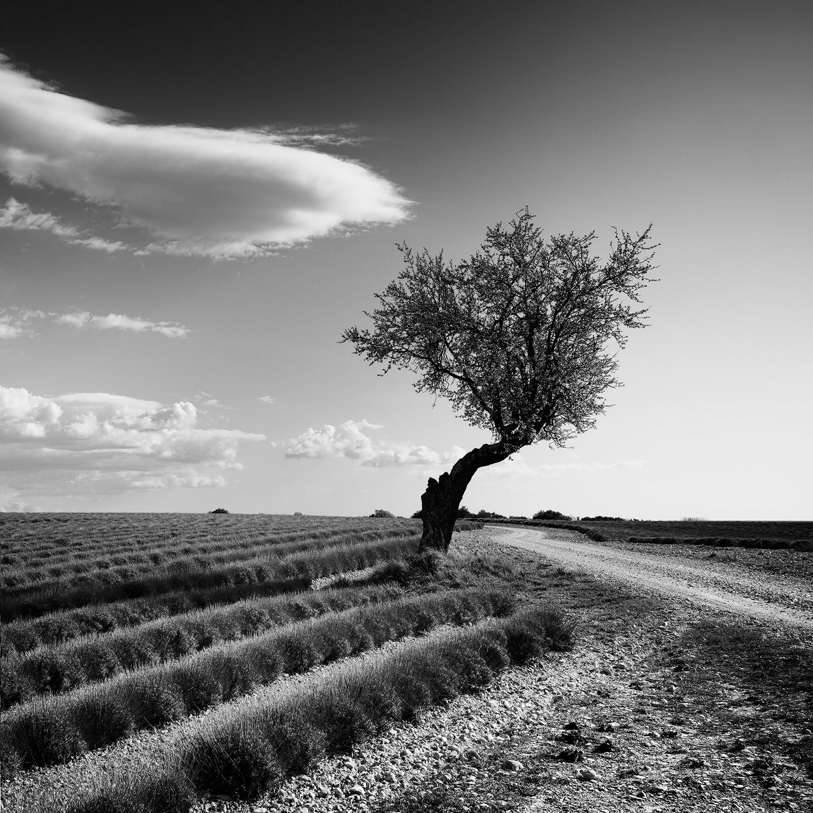 Champ de lavande arbre solitaire, nuages étranges, France, photo de paysage en noir et blanc