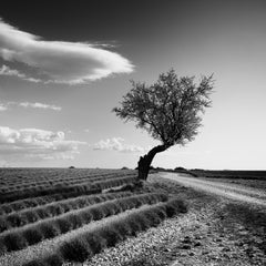 Lavender field lonely Tree, stranger clouds, France, black white landscape photo