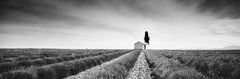 Lavender Field Panorama, France, black and white art photography, landscapes 