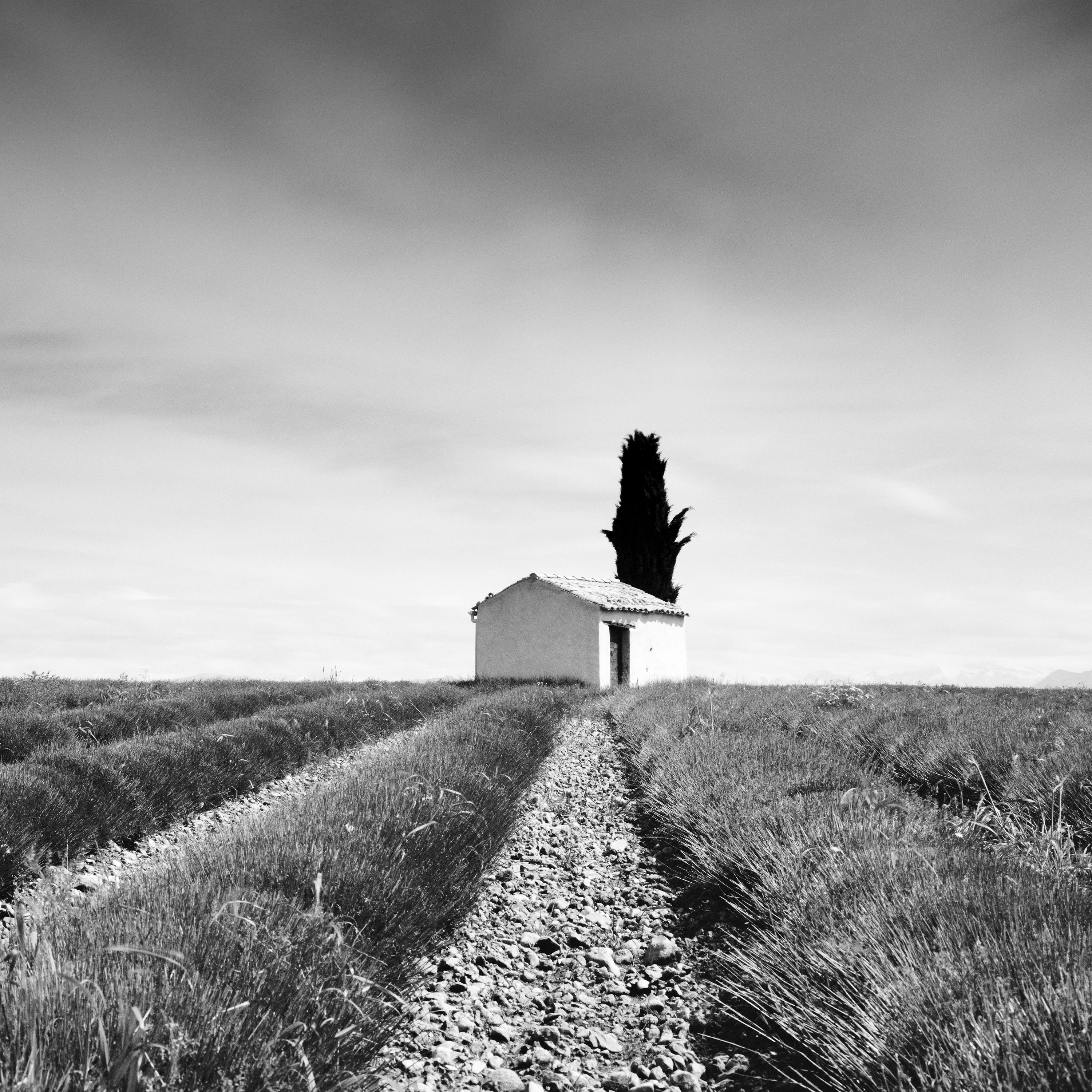 Panorama du champ de lavande, France, photographie de paysage en noir et blanc en vente 3