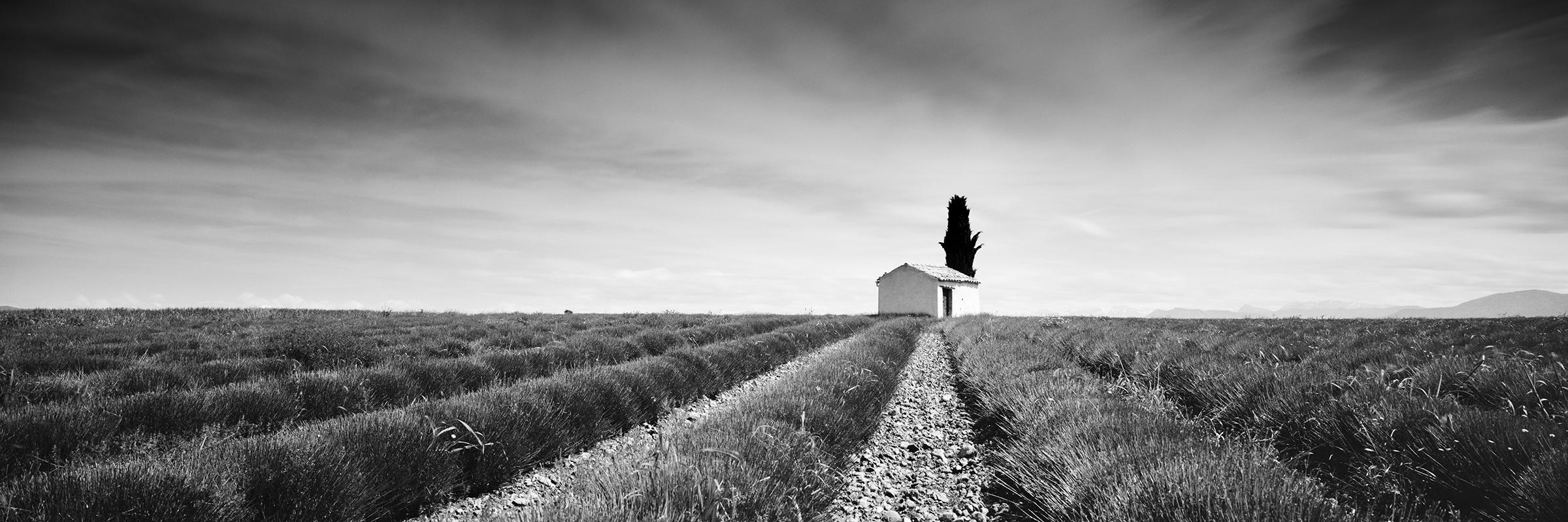 Panorama del Campo de Lavanda, Francia, fotografía artística de paisaje en blanco y negro