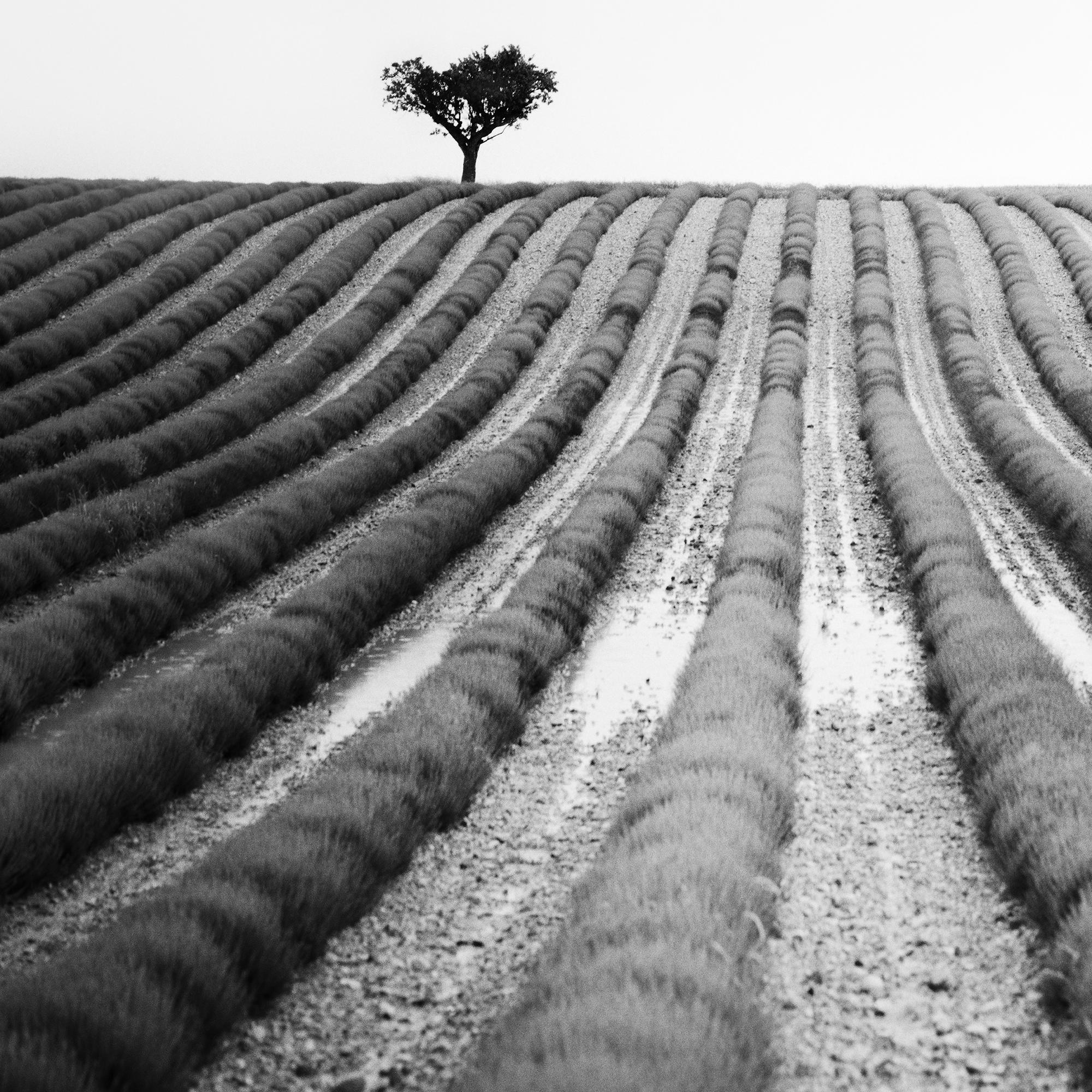 Lavendelfarbener Feld, Provence, Schwarz-Weiß-Fotografie, Landschaft, limitierte Auflage im Angebot 5