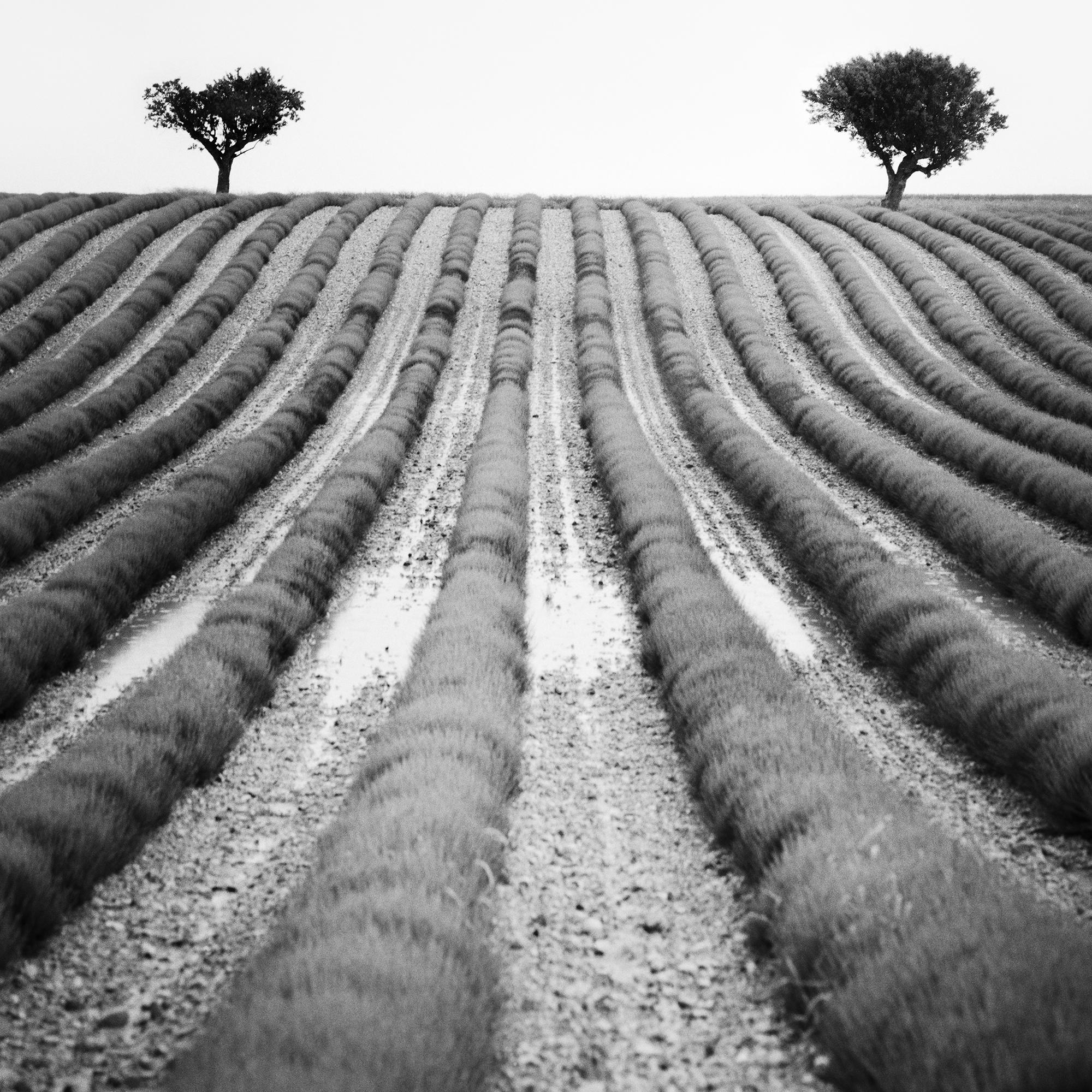 Lavendelfarbener Feld, Provence, Schwarz-Weiß-Fotografie, Landschaft, limitierte Auflage im Angebot 6