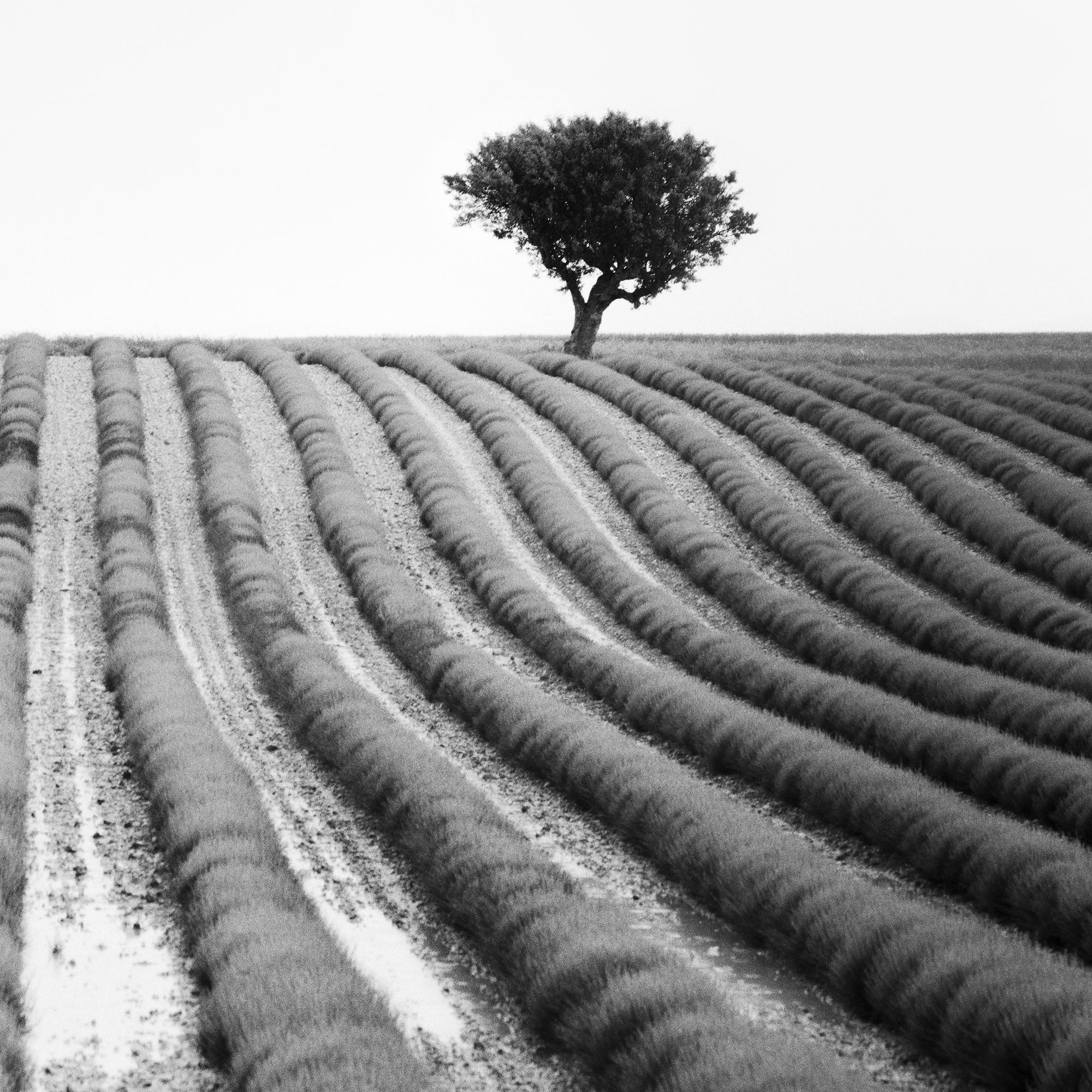 Lavendelfarbener Feld, Provence, Schwarz-Weiß-Fotografie, Landschaft, limitierte Auflage im Angebot 7