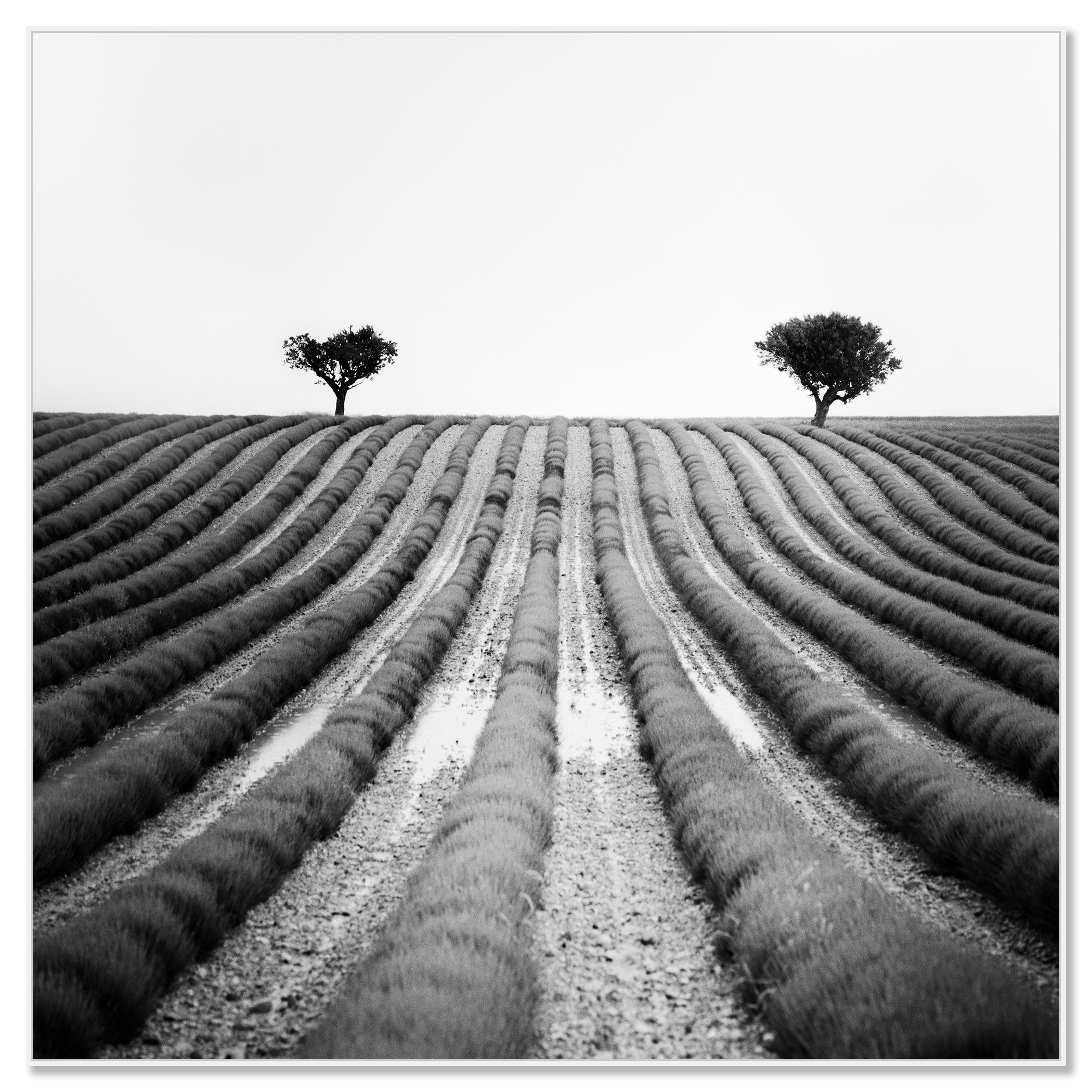 Lavendelfarbener Feld, Provence, Schwarz-Weiß-Fotografie, Landschaft, limitierte Auflage – Photograph von Gerald Berghammer