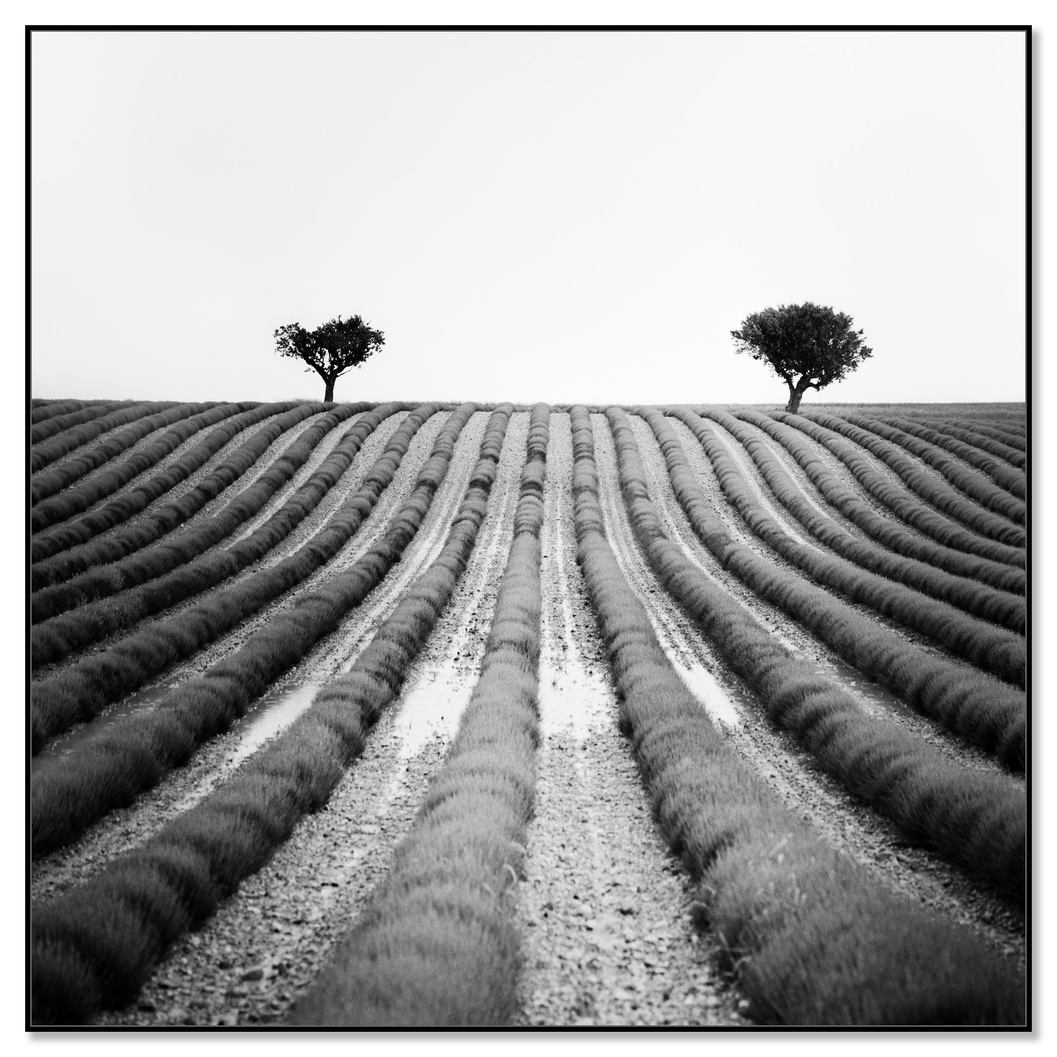 Lavendelfarbener Feld, Provence, Schwarz-Weiß-Fotografie, Landschaft, limitierte Auflage (Zeitgenössisch), Photograph, von Gerald Berghammer
