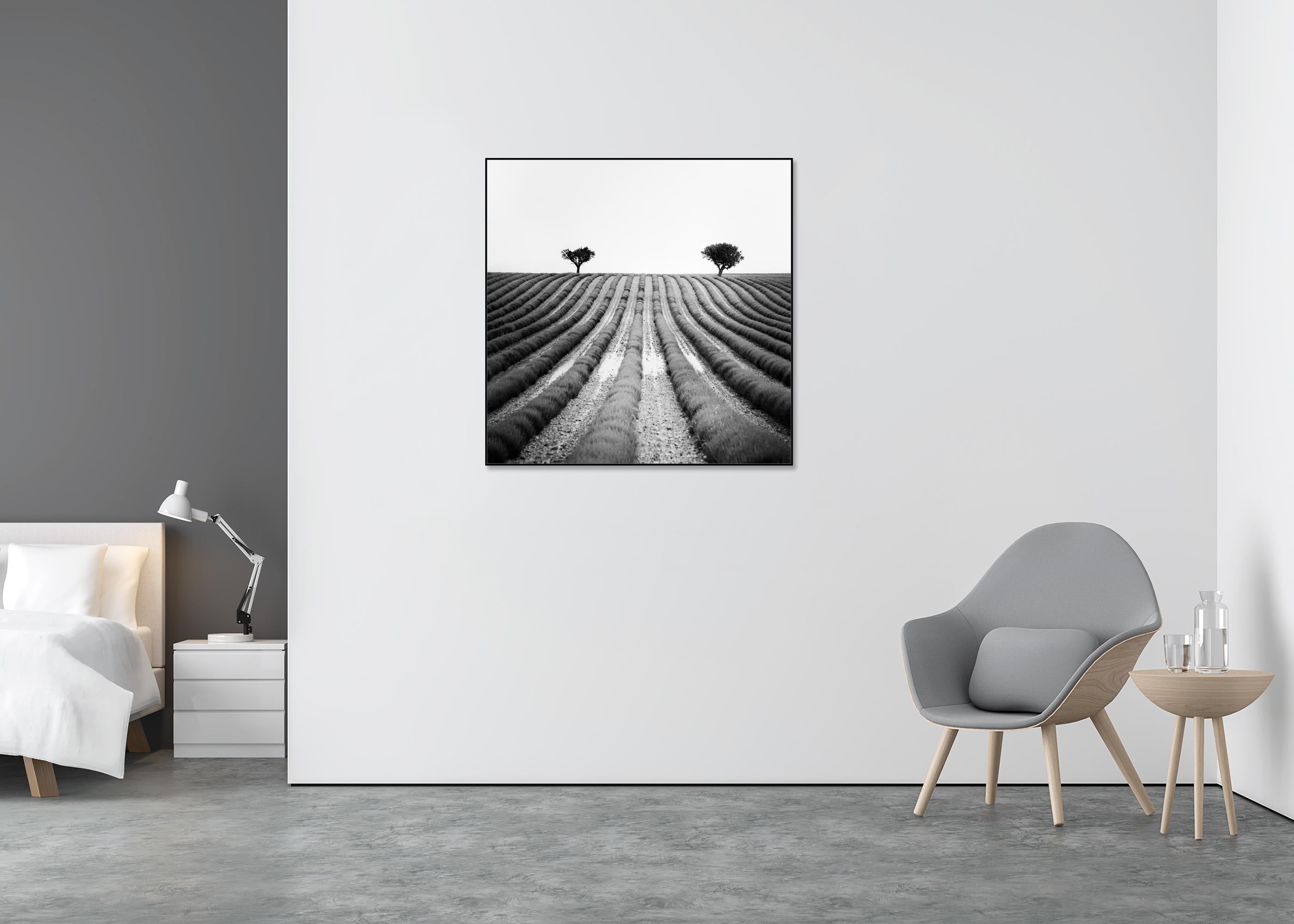 Lavendelfarbener Feld, Provence, Schwarz-Weiß-Fotografie, Landschaft, limitierte Auflage (Grau), Landscape Photograph, von Gerald Berghammer
