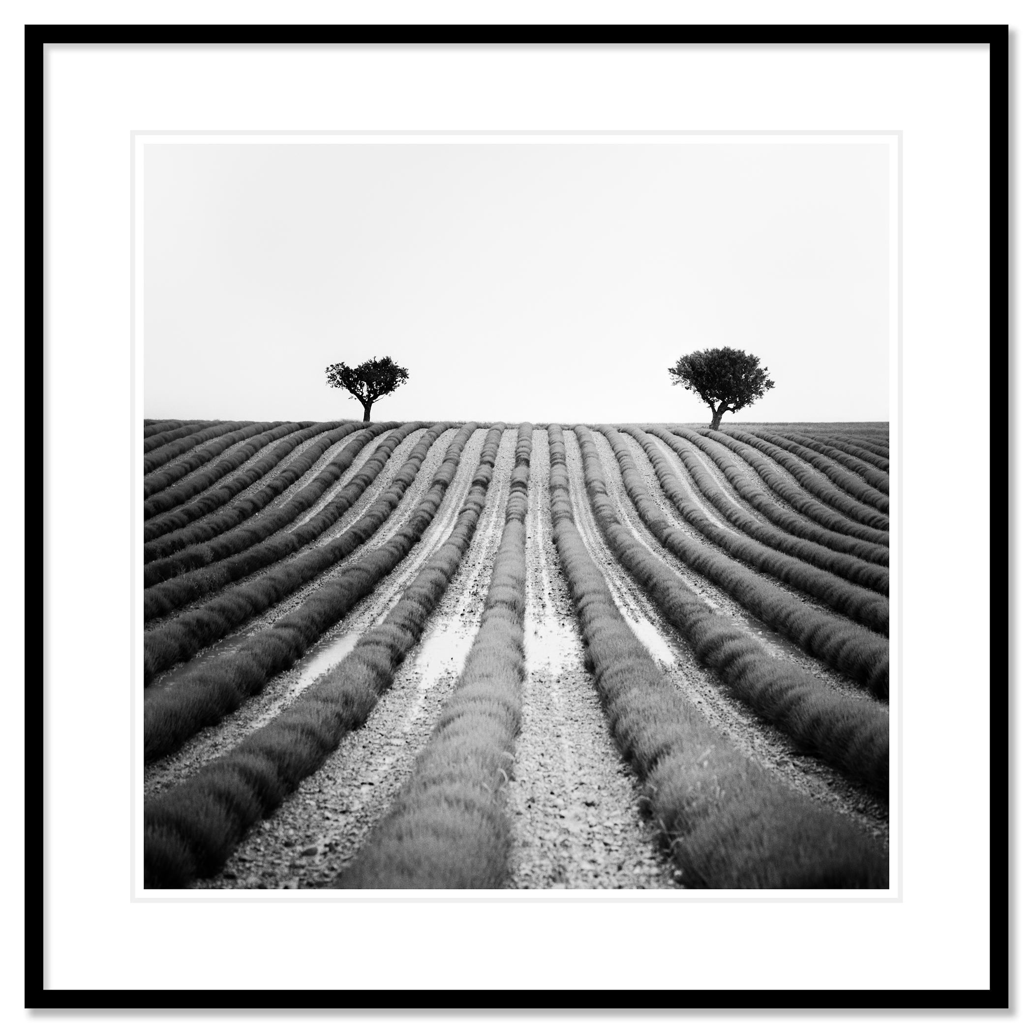 Lavendelfarbener Feld, Provence, Schwarz-Weiß-Fotografie, Landschaft, limitierte Auflage im Angebot 1