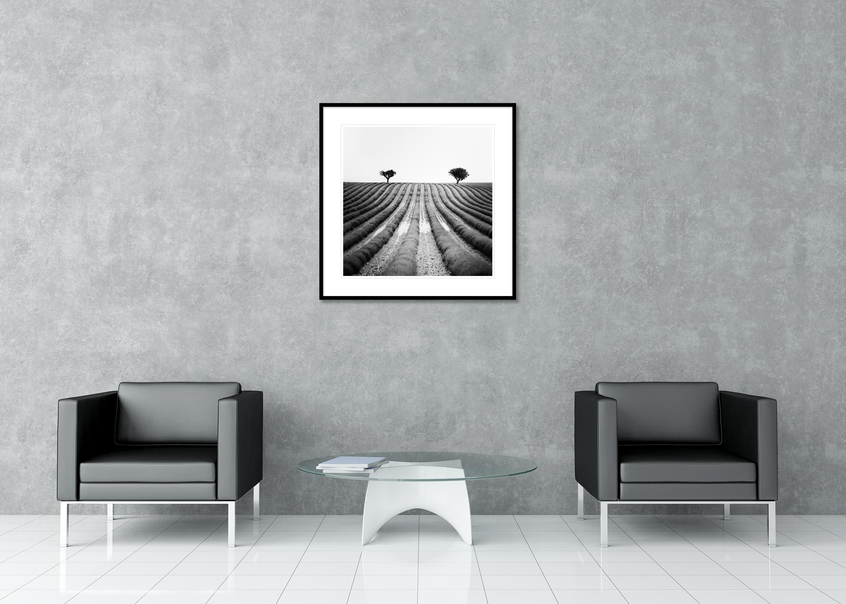 Lavendelfarbener Feld, Provence, Schwarz-Weiß-Fotografie, Landschaft, limitierte Auflage im Angebot 2