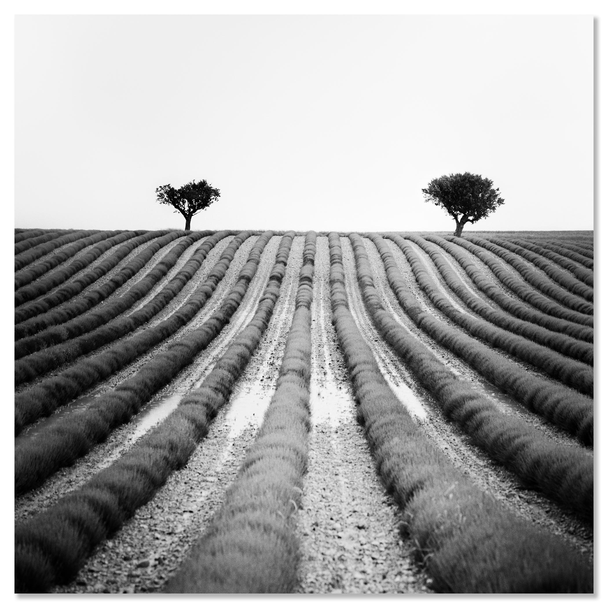 Lavendelfarbener Feld, Provence, Schwarz-Weiß-Fotografie, Landschaft, limitierte Auflage im Angebot 3
