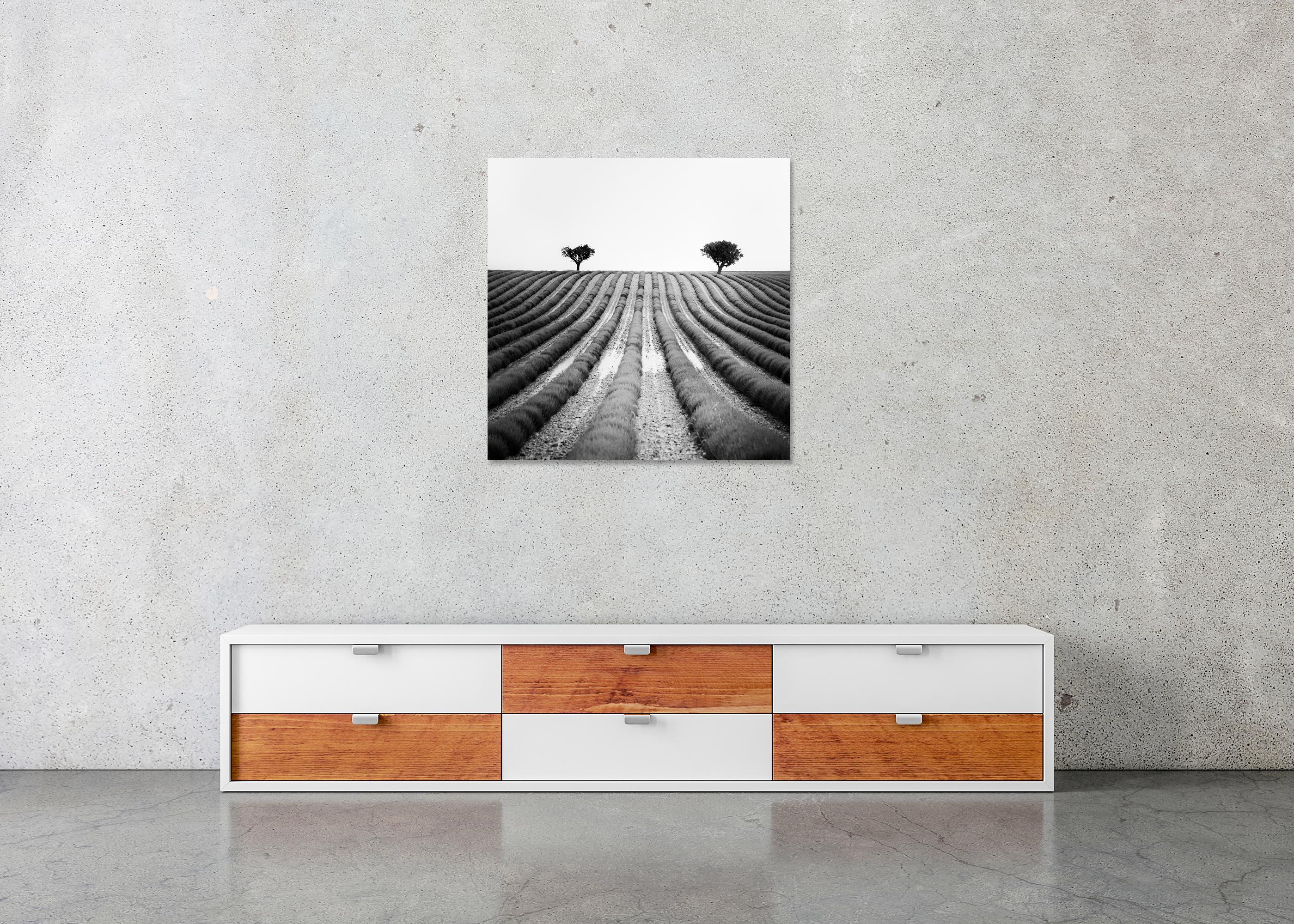 Lavendelfarbener Feld, Provence, Schwarz-Weiß-Fotografie, Landschaft, limitierte Auflage im Angebot 4