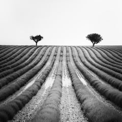 Campo di lavanda, Provenza, fotografia in bianco e nero, paesaggio, edizione limitata