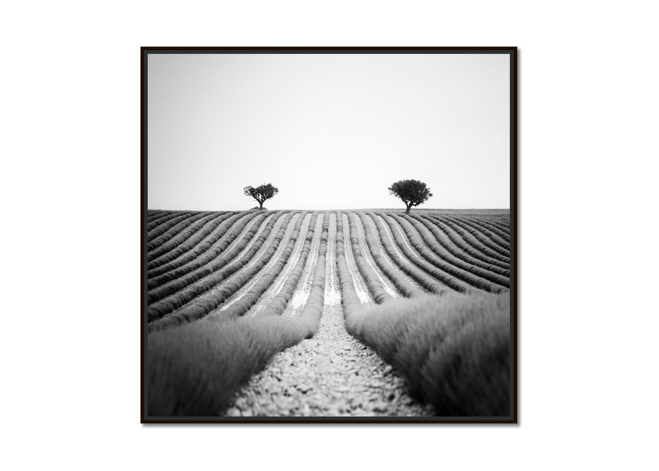 Lavender Field, Trees, Provence, France, black and white landscape photography - Photograph by Gerald Berghammer